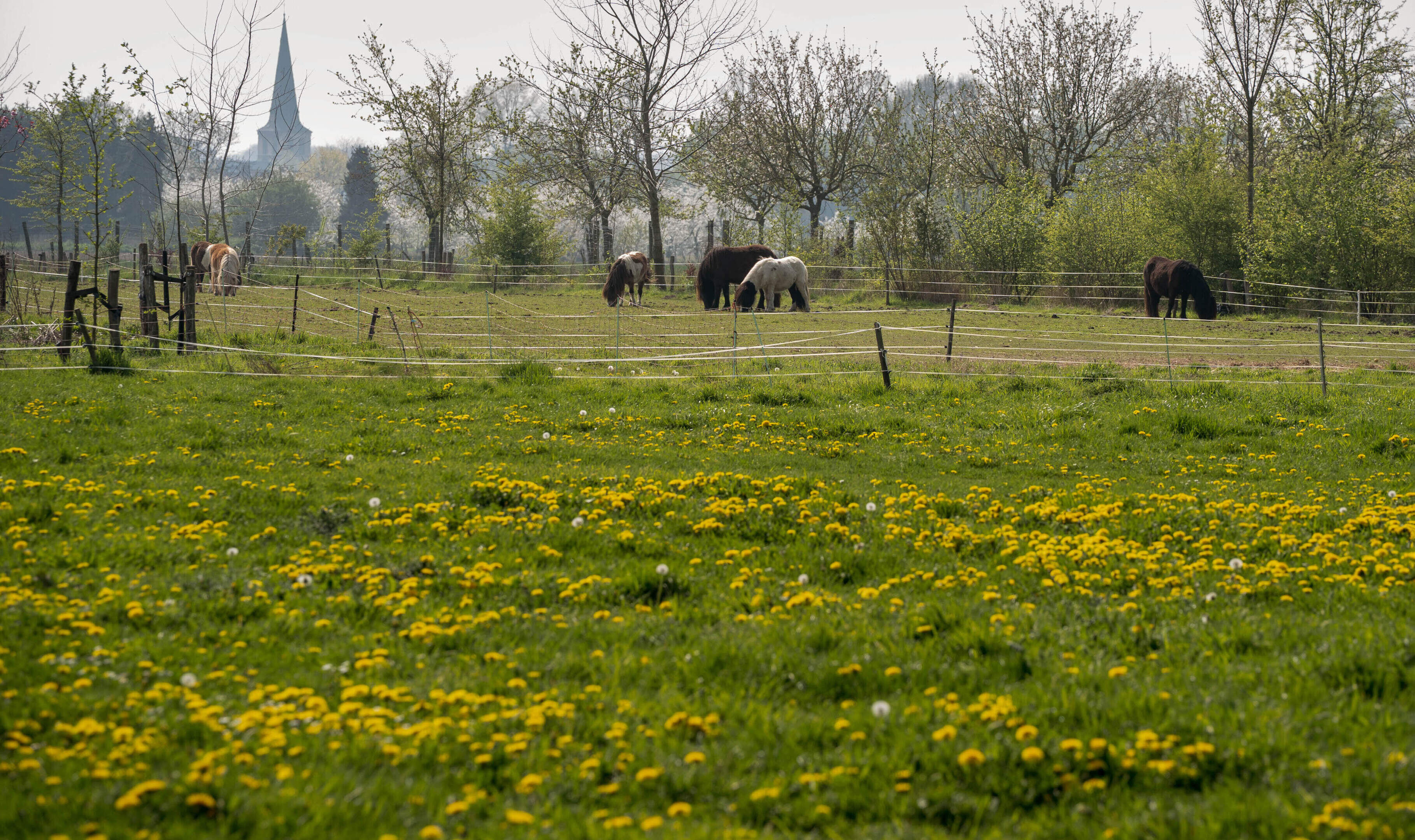 Grondeigenaren opgelet: Limburgse gemeenten dringen steeds vaker voor bij aankoop mogelijke bouwgebi