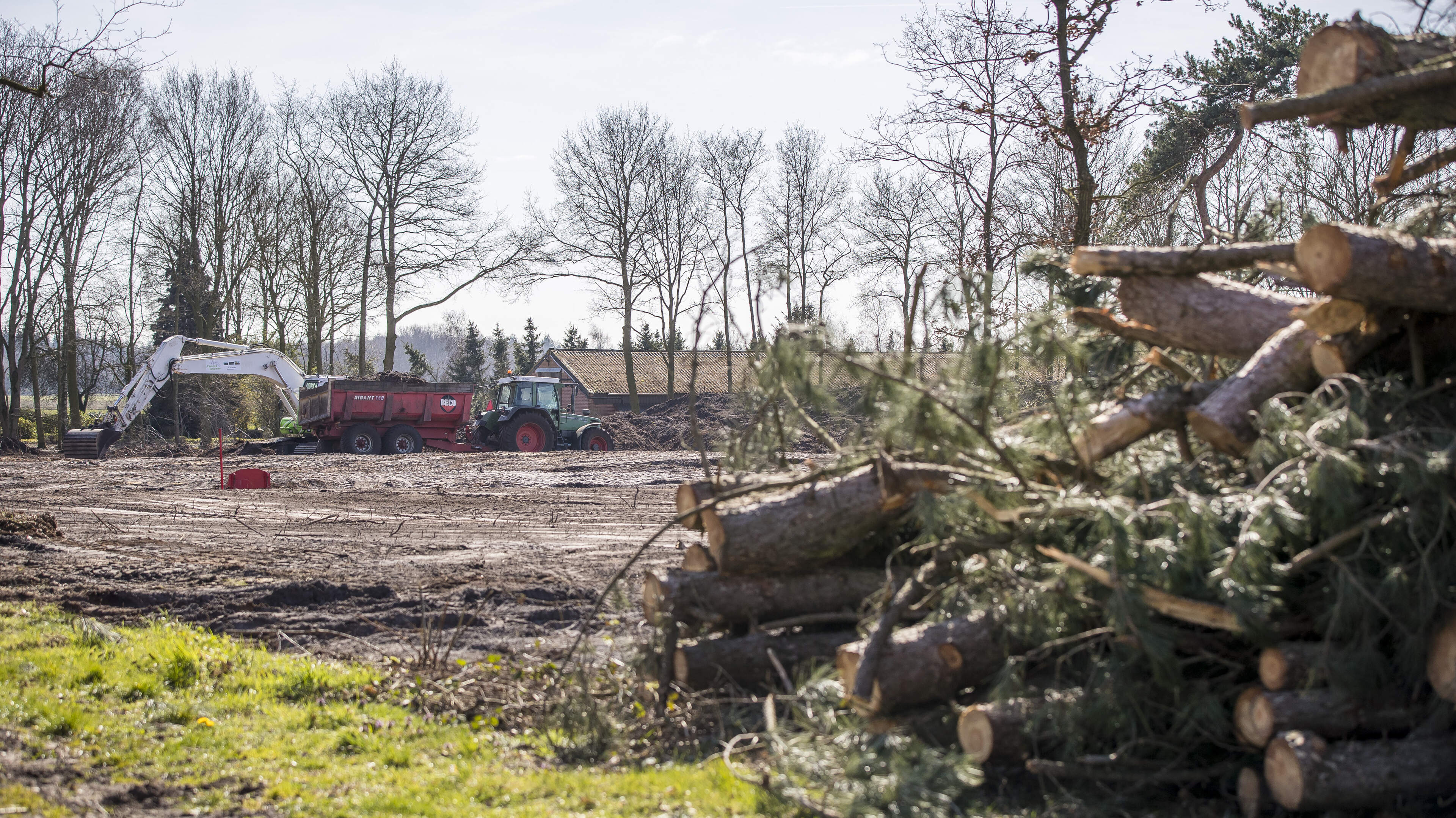 Dwangsom dreigt voor Horst aan de Maas als gemeente geen haast maakt met herplanten bomen in Kronenb