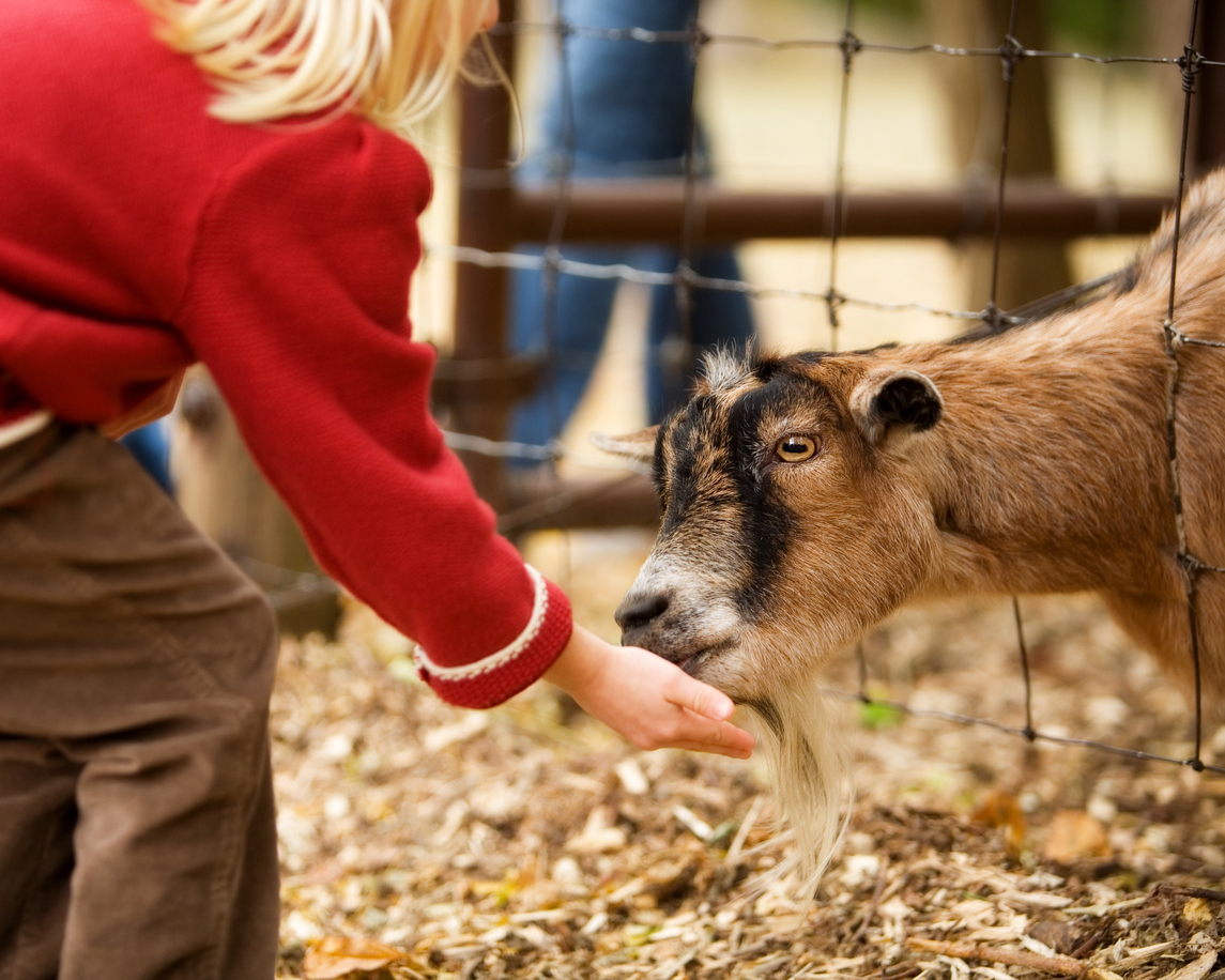 Kinderboerderij wil niet sluiten: ‘Wij zijn geen dierenbeulen’