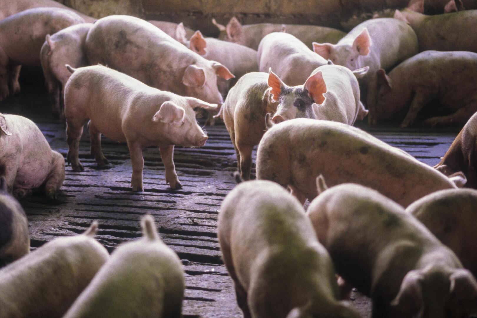 limburgse-grootste-varkenshouderij-stopt-ermee-alle-45-000-dieren-weg