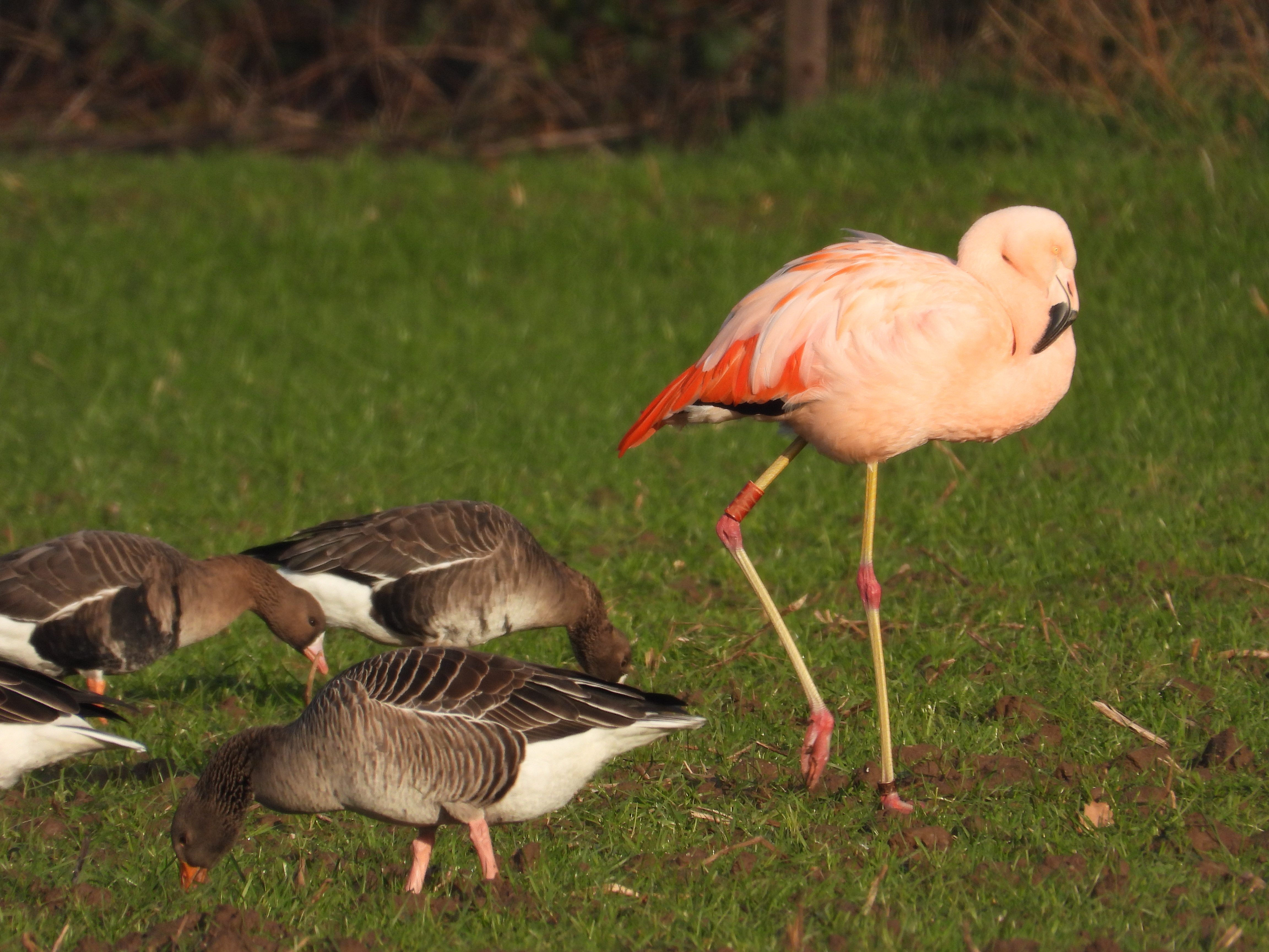 Flamingo Pinky verkleurt in Noord-Limburg van grijs naar roze