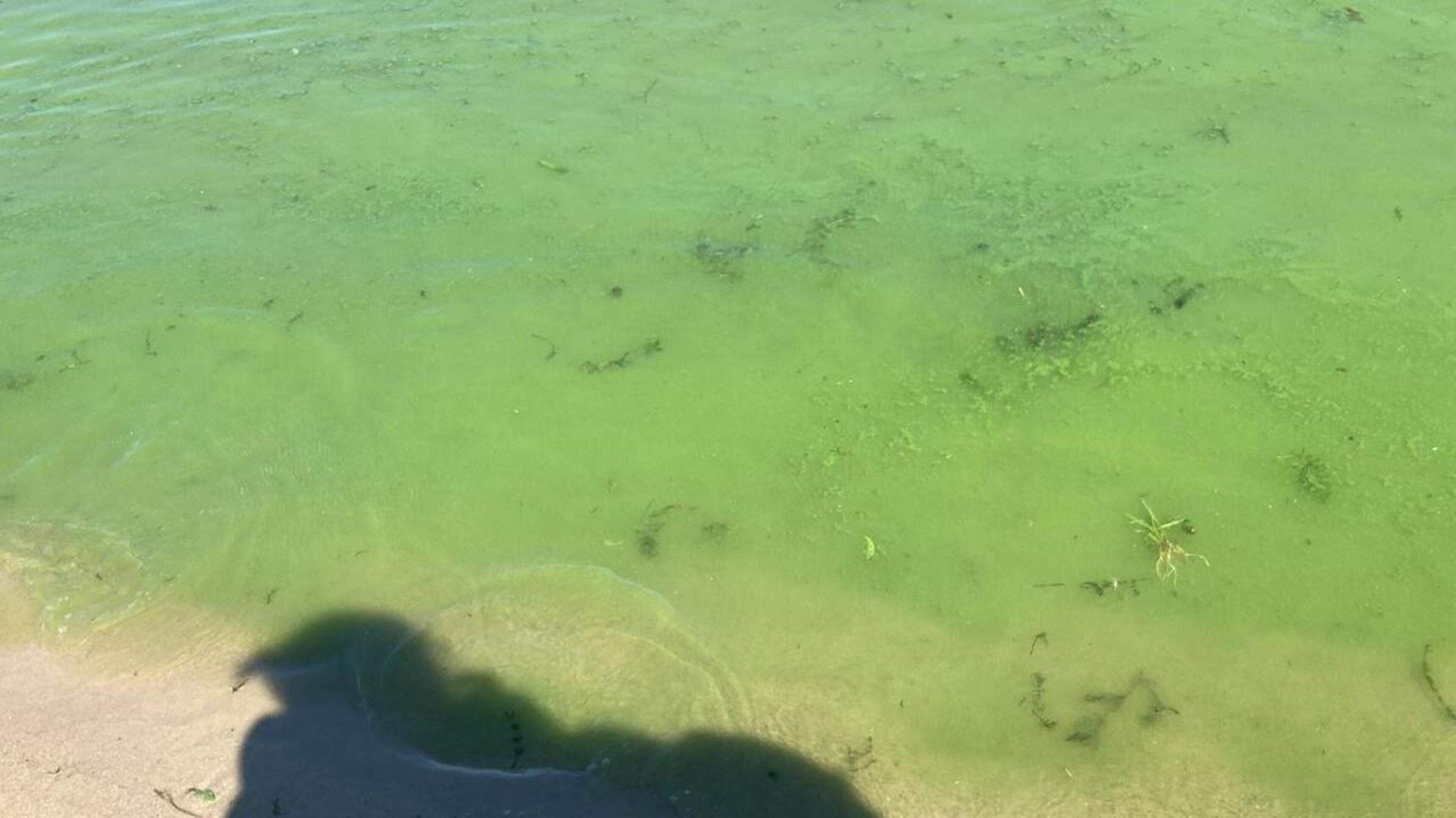 Waterschap Limburg waarschuwt: op vier zwemlocaties blauwalg aangetroffen
