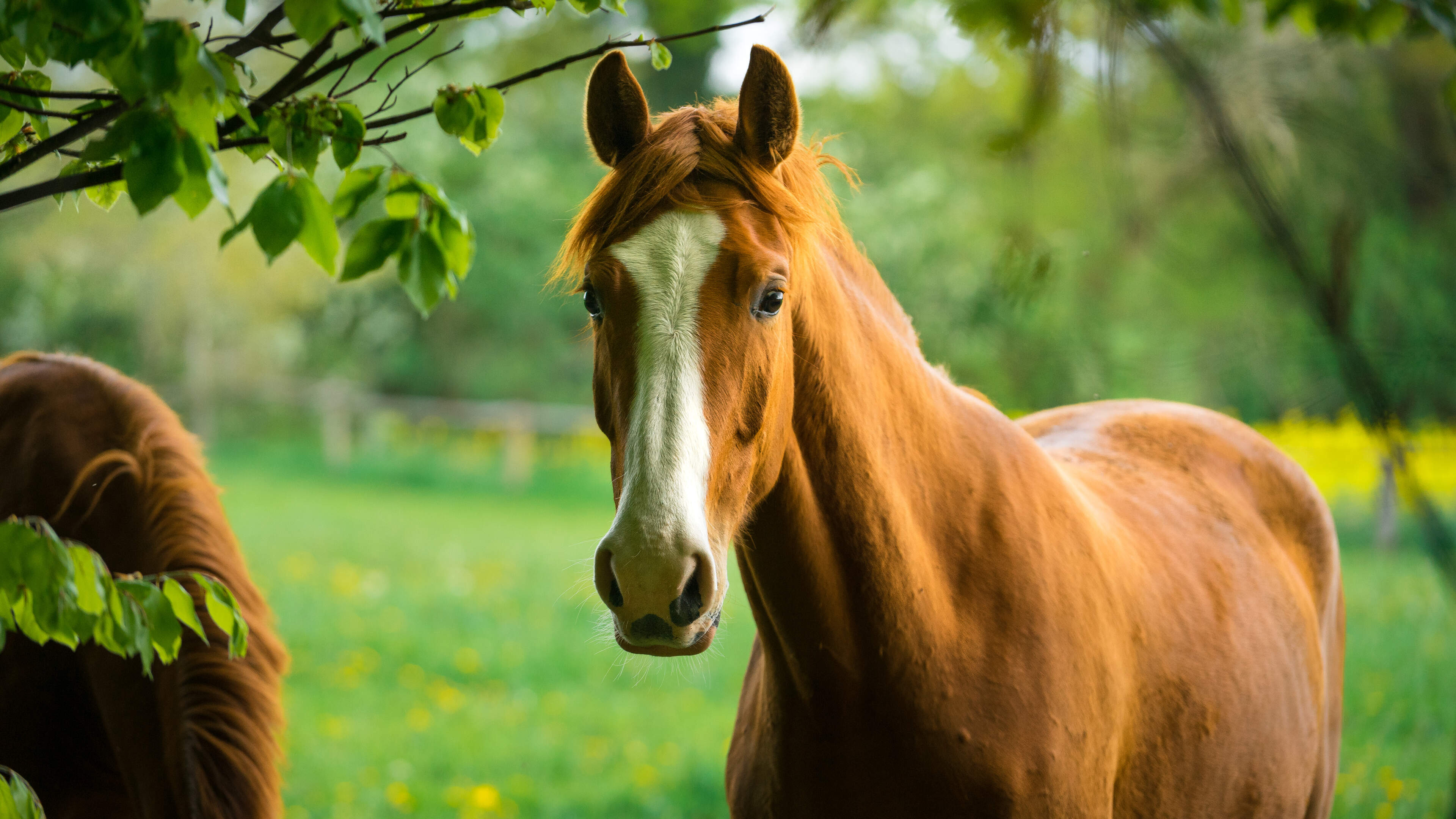 Dierenartsen waarschuwen paardenbezitters voor risico’s westnijlvirus: ‘Kan dodelijk zijn’