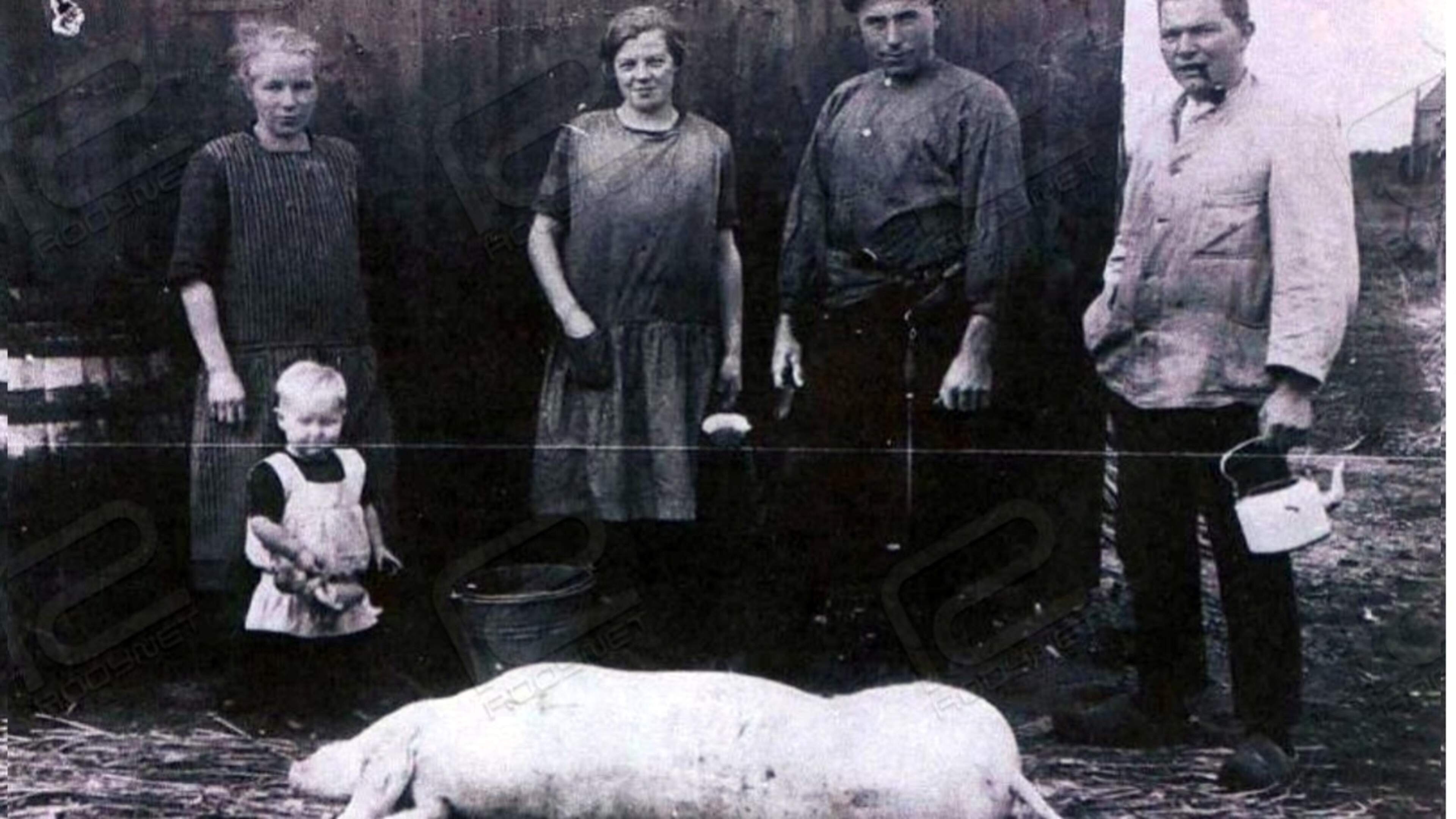 Hoe wordt een varken geslacht? Slager John Verkoeien demonstreert ambacht in museum De Peelstreek