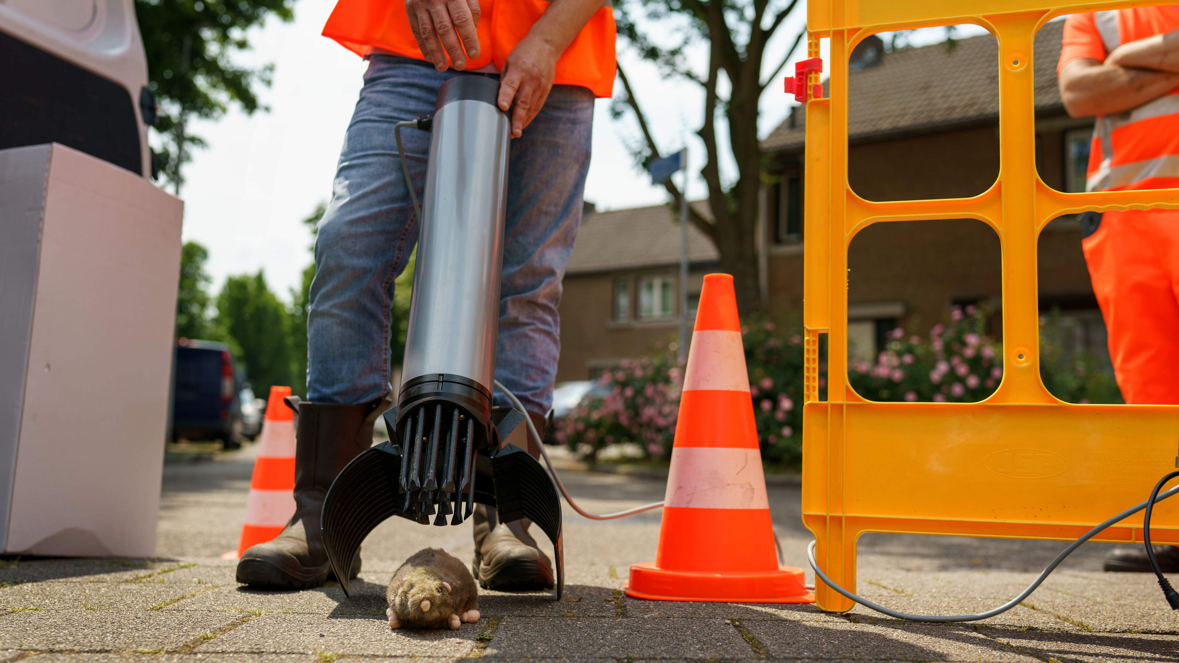 Gezocht: de meest effectieve rattenvanger voor de gemeente Venray