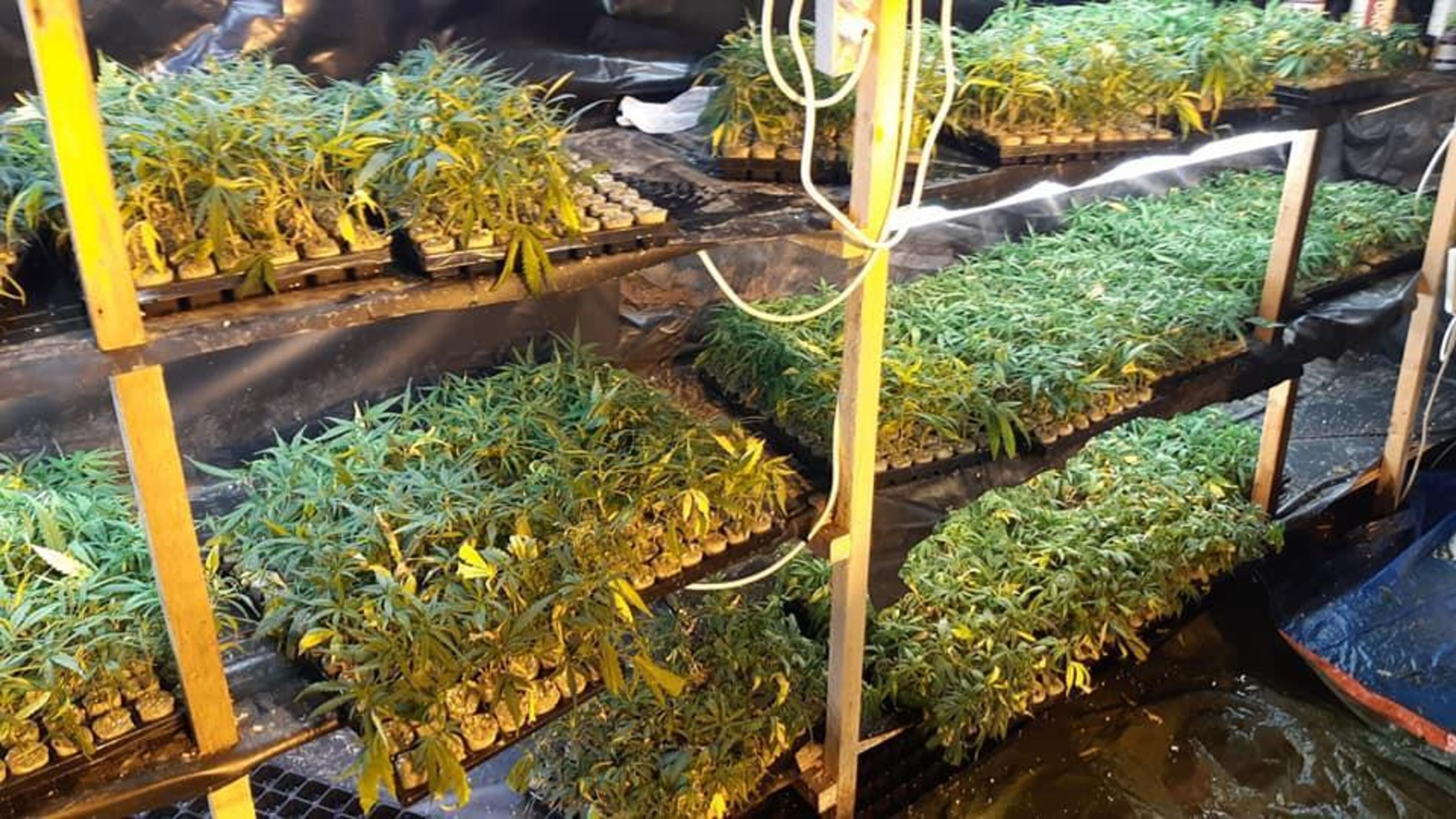 ‘Brandgevaarlijke’ hennepplantage ontmanteld in Hulsberg