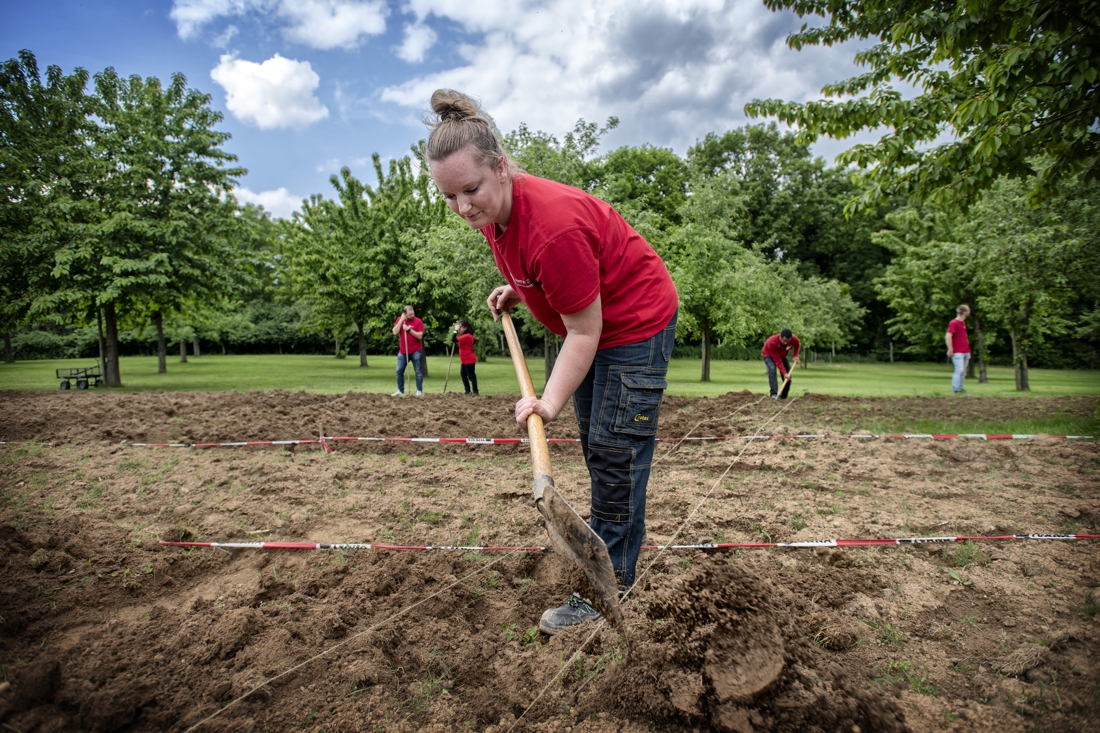 De moestuin duikt als sociaal project in Schinnen, Geleen en Munstergeleen