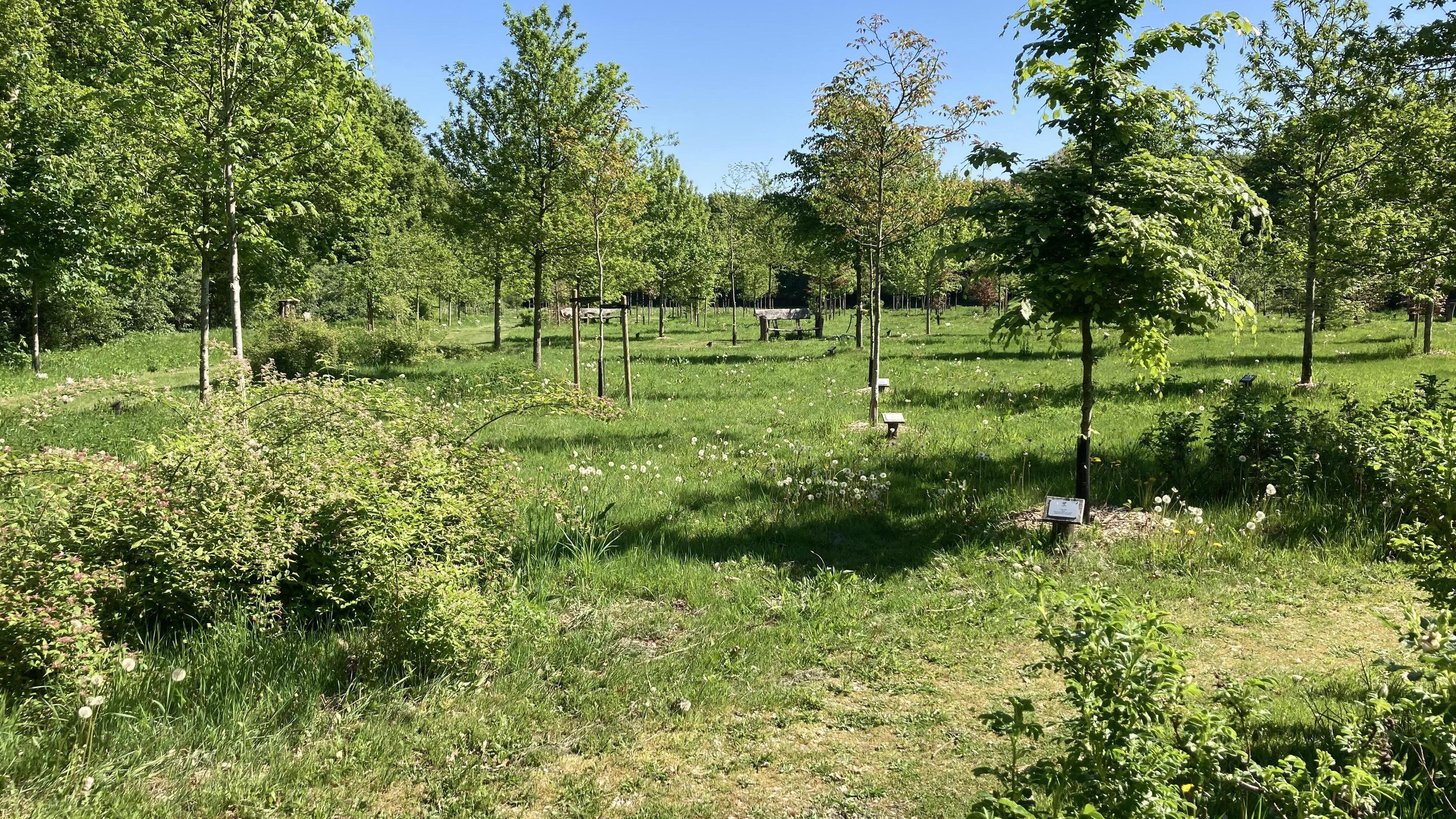 Burgerbos in Reuver mag uitbreiden op een stuk grond van de gemeente Beesel
