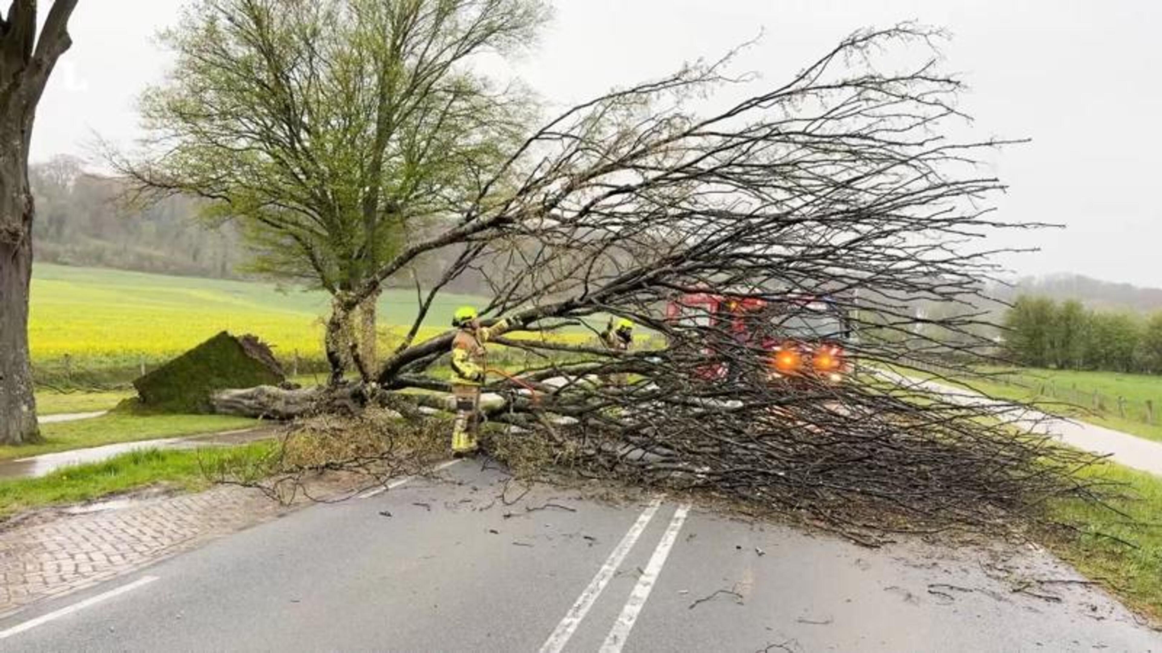 Boom sneuvelt door stevige wind op N595 in Schin op Geul