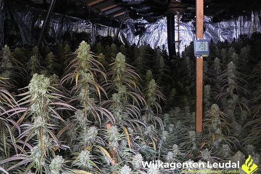 Politie vindt grote wietplantage met 900 oogstrijpe planten in Kelpen-Oler
