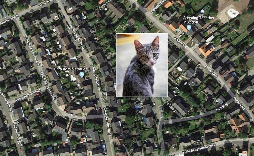 Fout politie: geen 14, maar 5 dode katten rond Ulestraten