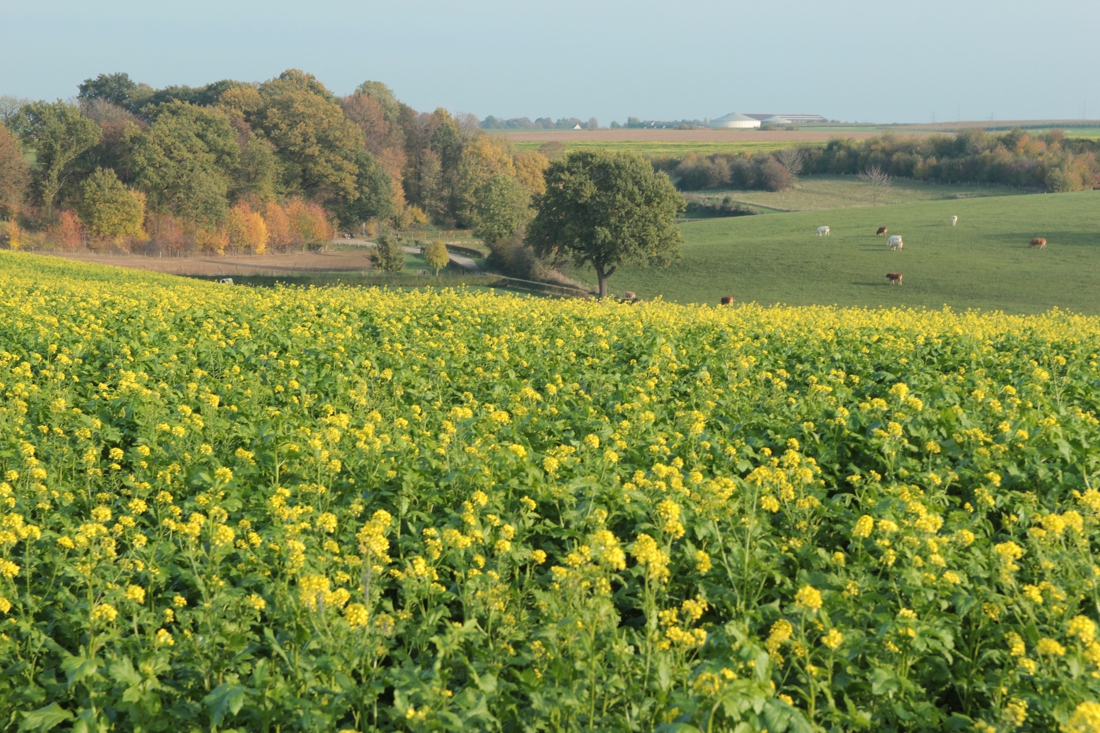 Oudejaarswandeling en varia-avond IVN Ulestraten