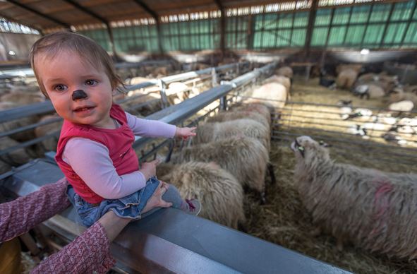 Lammetjes presenteren zich op Brunssummerheide
