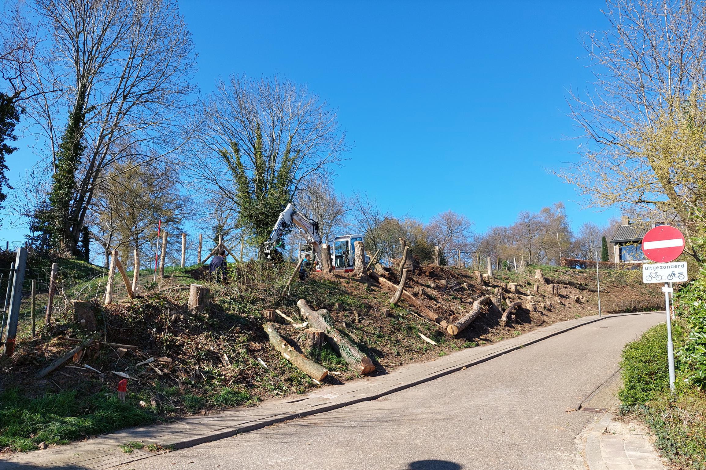 Bewoners Oirsbeek schrikken van plotselinge bomenkap met lange voorgeschiedenis: ‘Het aanzicht van d