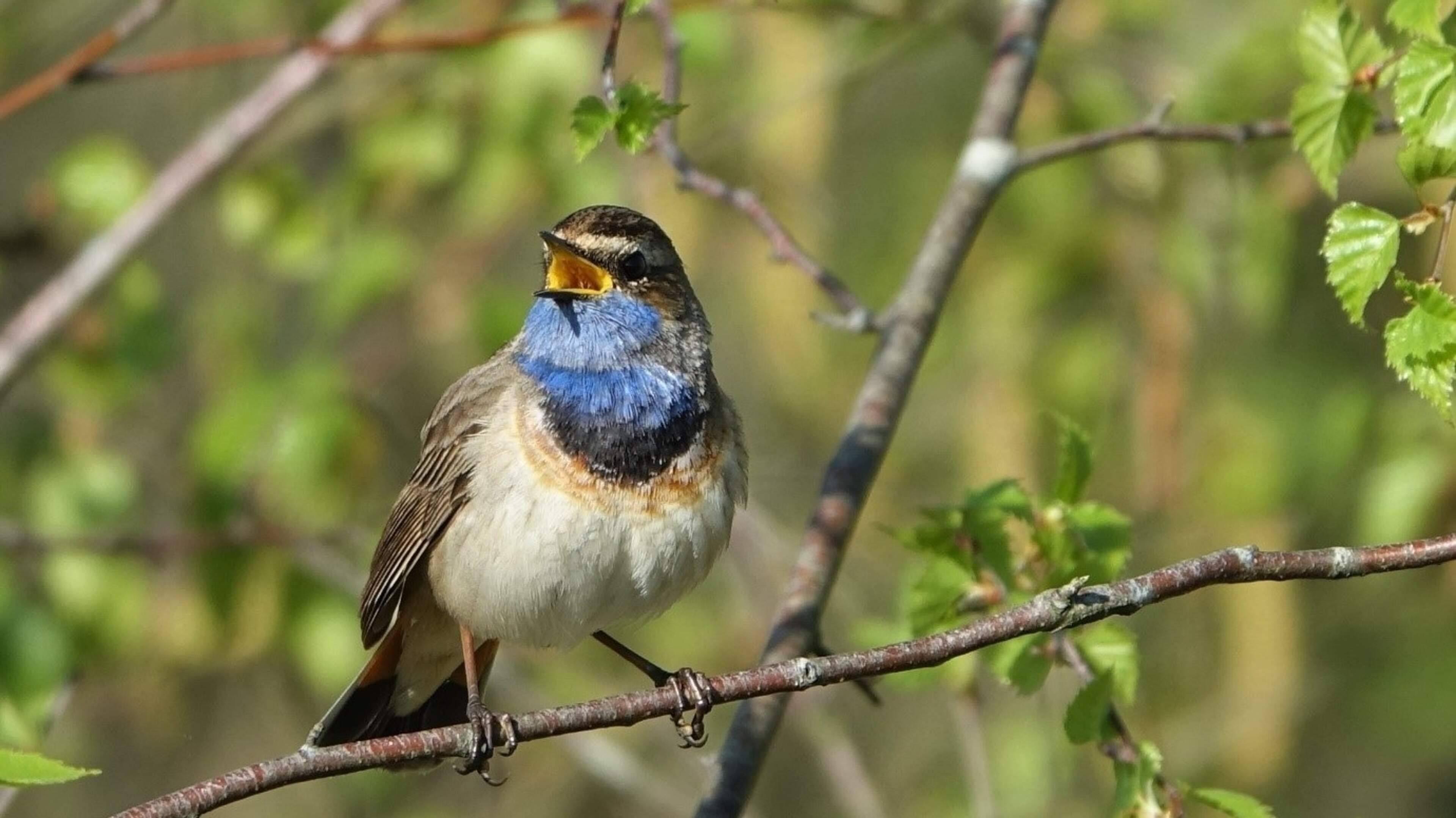 Vogels spotten onder begeleiding van een gids van Staatsbosbeheer in Nationaal Park De Groote Peel