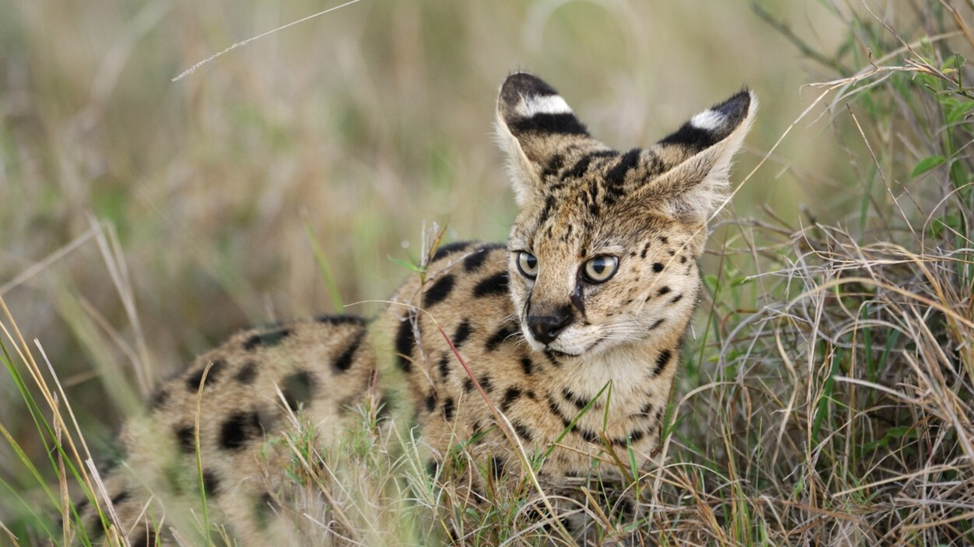 Serval vermist in de buurt van Herkenbosch