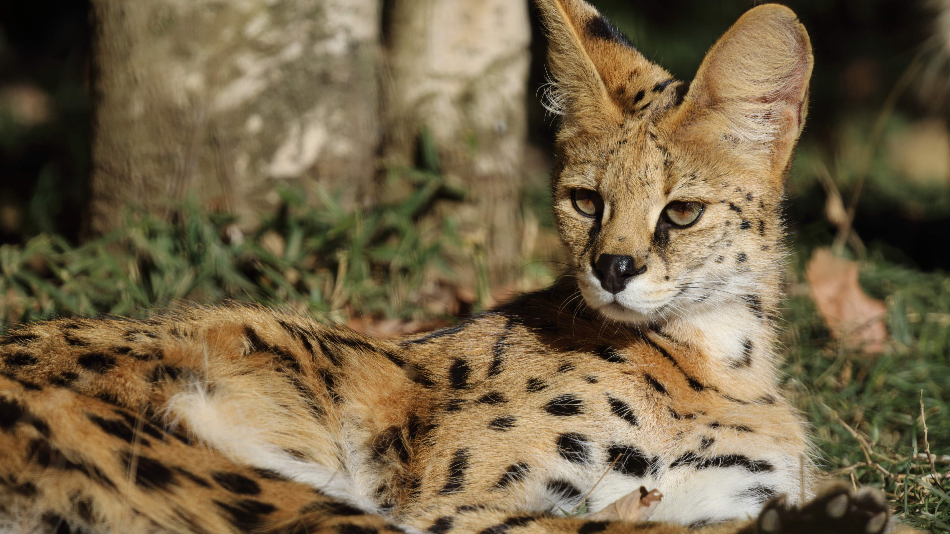 Ontsnapte serval Nala in Landgraaf gezien, maar nog niet gevangen