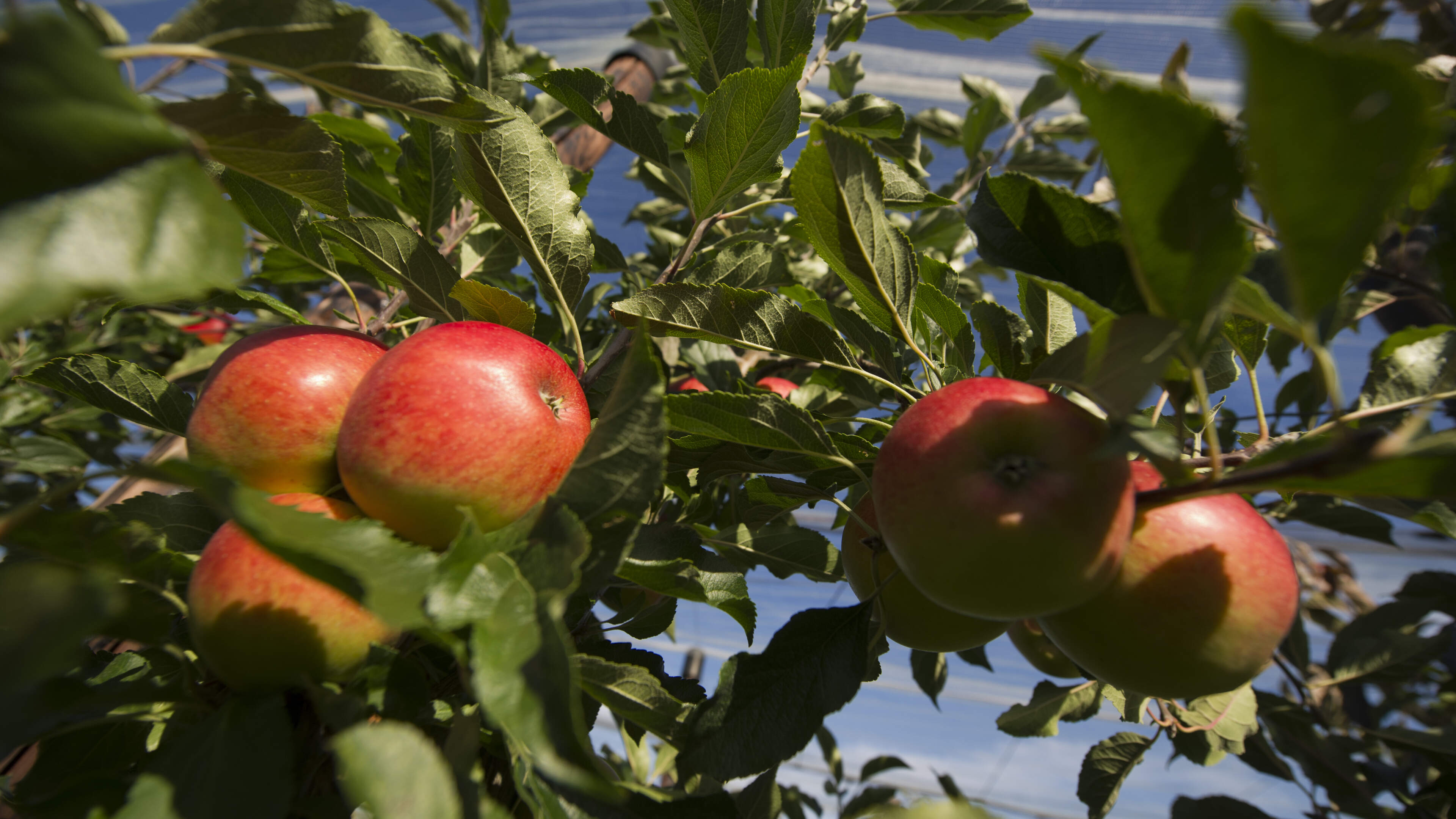 Hobbytelers kunnen appels en peren laten persen op Hoeve Beusdalshof in Ingber