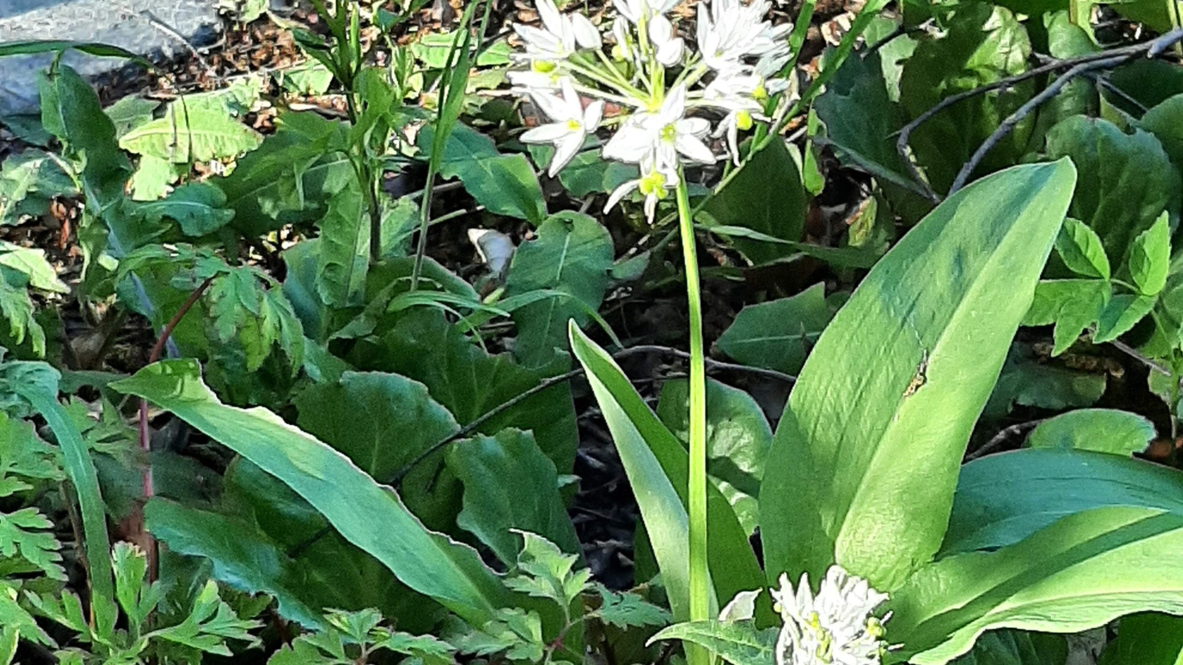 Voorjaarswandeling onder leiding van natuurgidsen door het Leudal