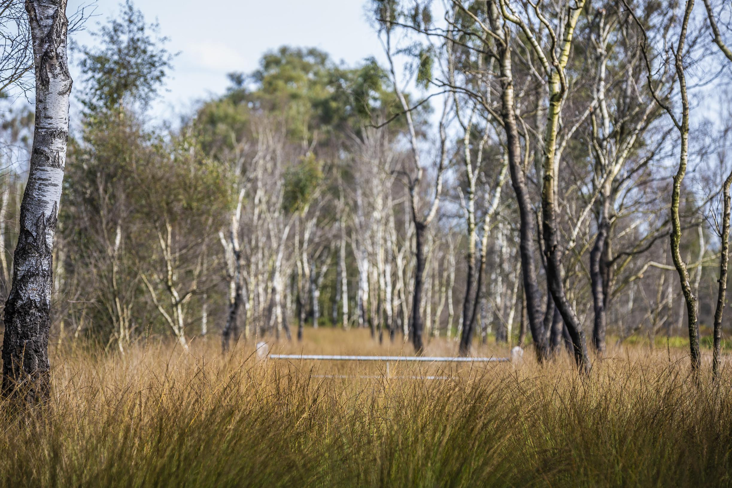 Staatsbosbeheer ziet met genoegen hoe overvloedige regenval de Peel onder water heeft gezet