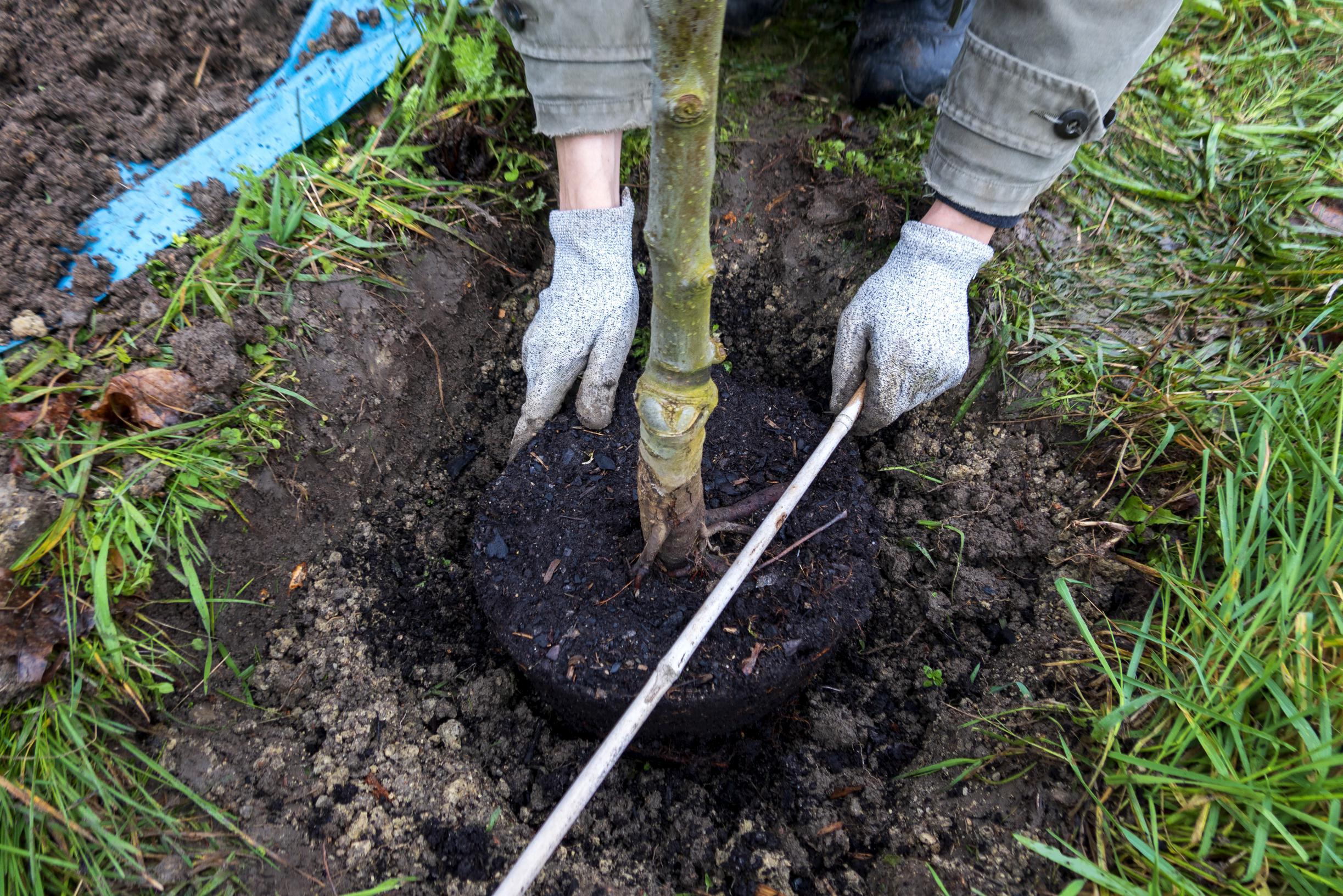 Groene leefomgeving kinderen centraal tijdens Boomfeestdag ‘Opgroeien met bomen’ in Nunhem