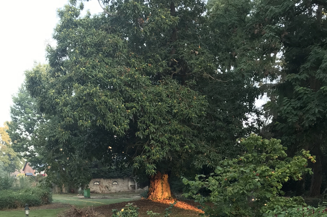 ‘Oude Dame’ uit Vlodrop grijpt naast titel Boom van het Jaar
