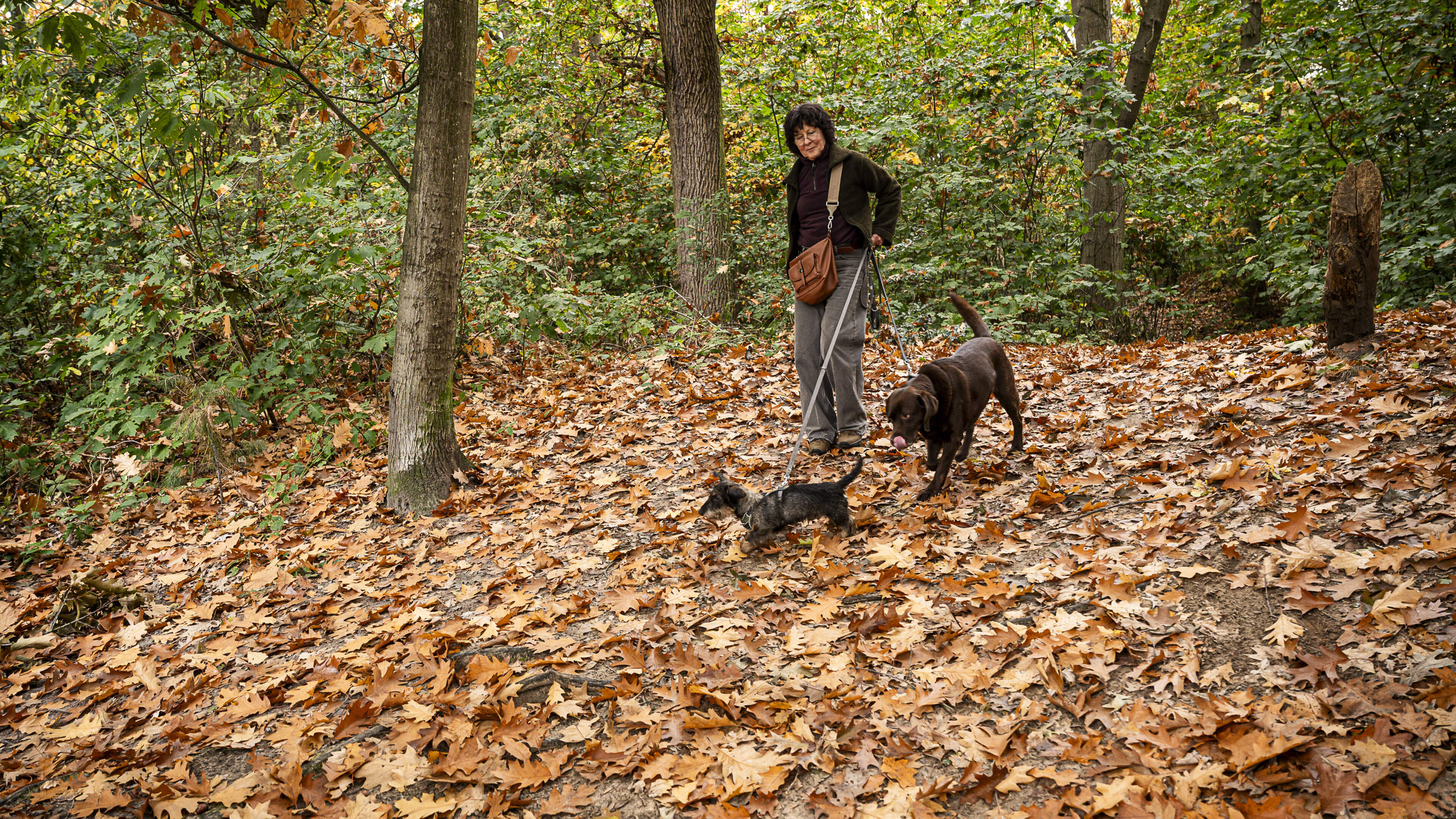 Wandelen, fietsen en de hond uitlaten: genieten in de herfstvakantie op de Beegderheide voor mens en
