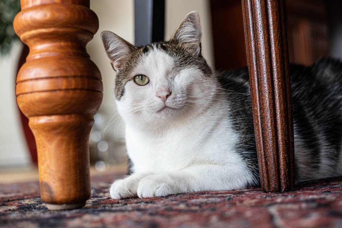 Zwerfkat Joker vond na een hachelijk avontuur zijn thuis in Stevensweert