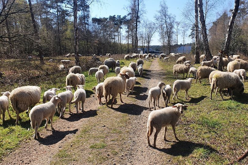 Schapen terug in Maasgouw
