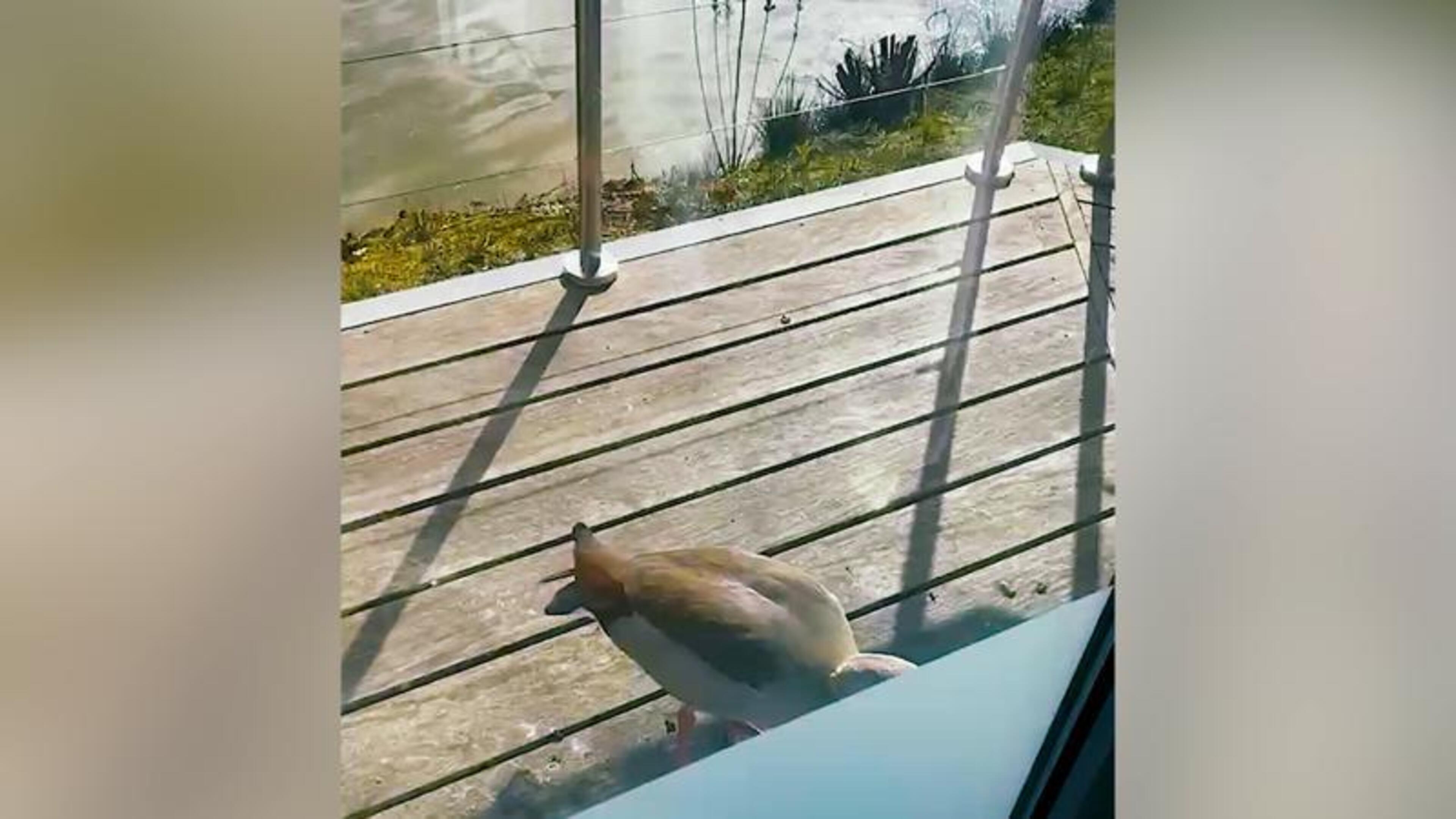 Gans klopt dagelijks bij burgemeester Simpelveld aan