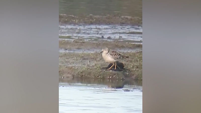 Video: Zeer zeldzame blonde ruiter lokt veel vogelspotters naar Maaspark