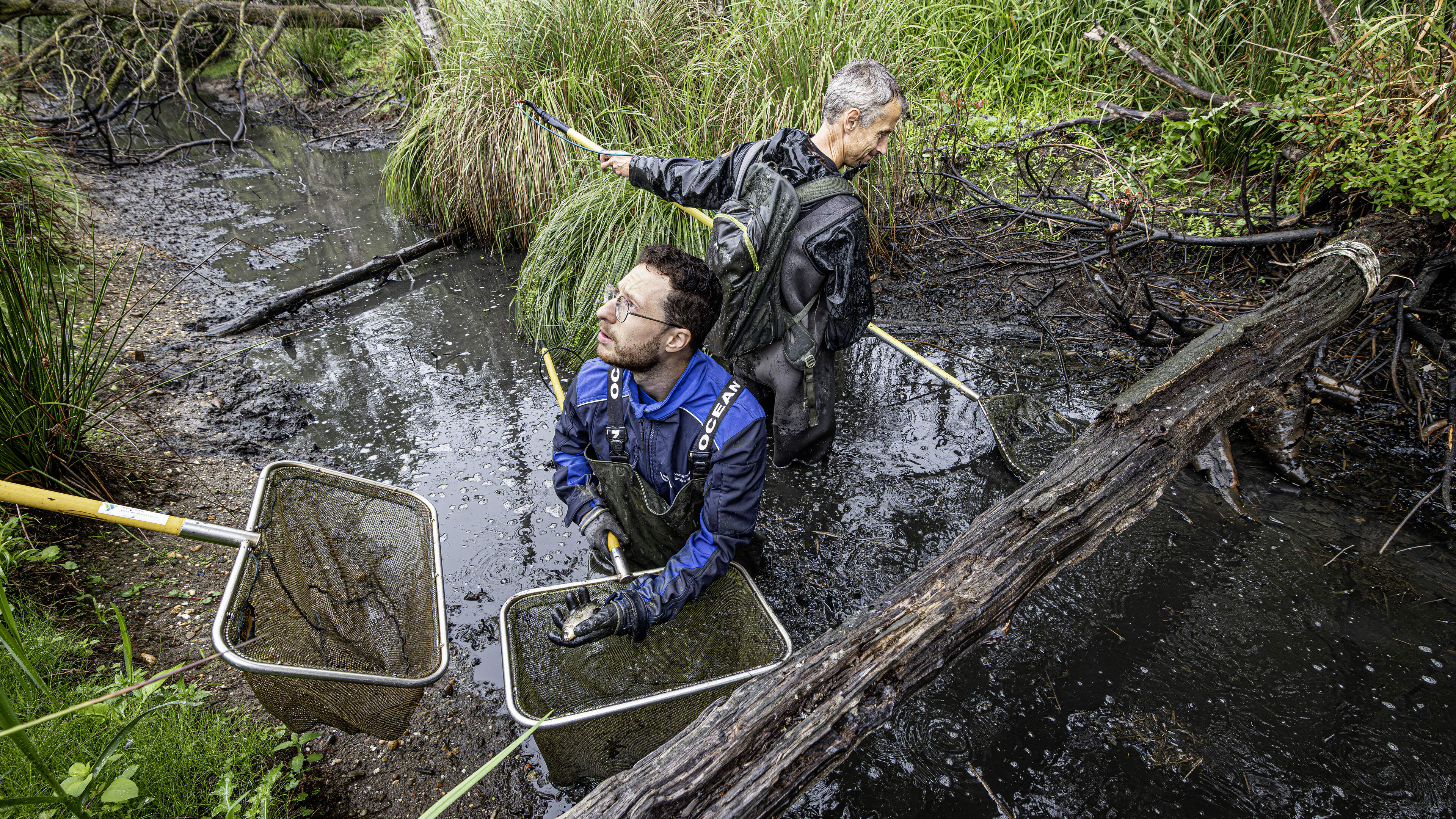 Waterschap zet reddingsoperatie op touw voor grote modderkruiper in Herkenbosch, maar zit de kwetsba