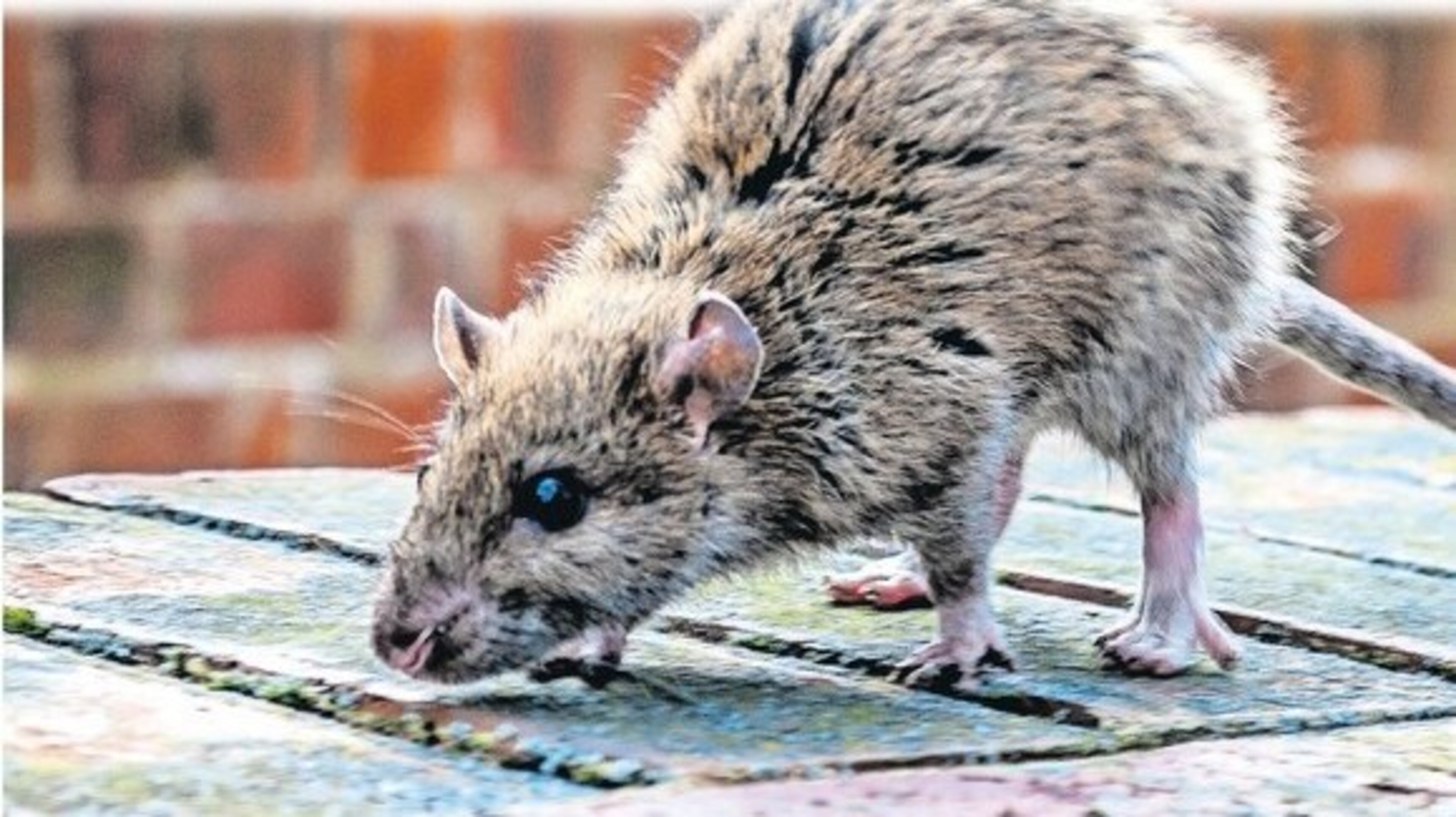 Dertien meldingen overlast ratten in Oirsbeek