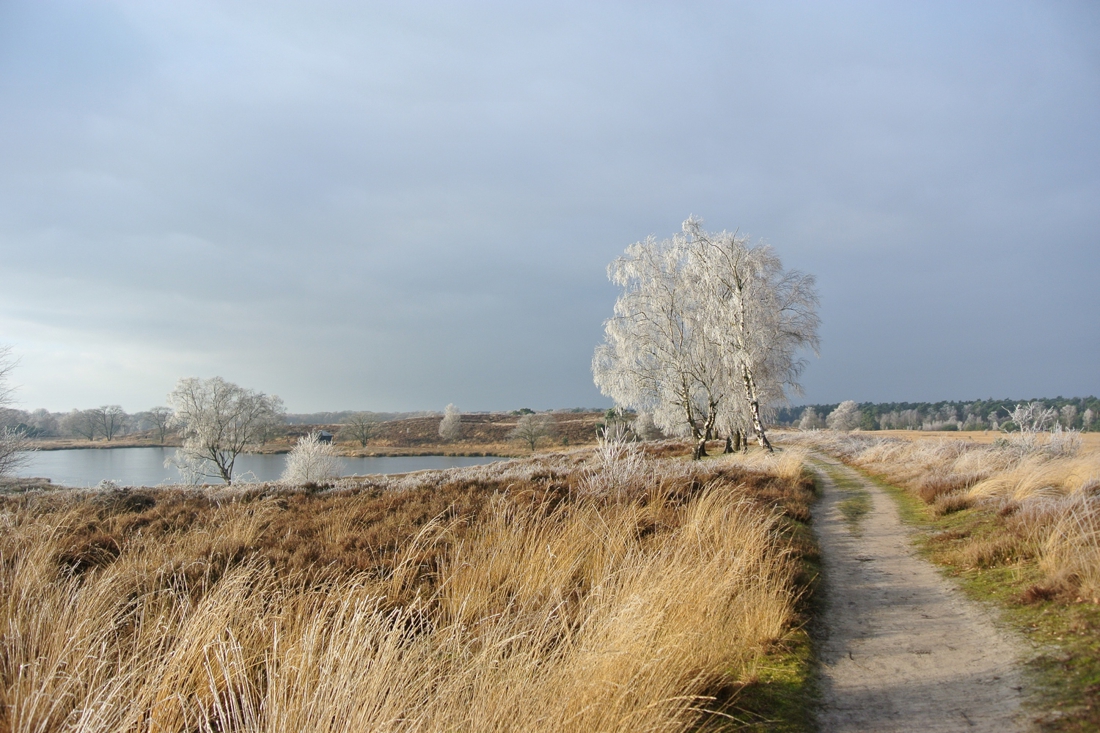Winter in aantocht in Nationaal Park De Maasduinen