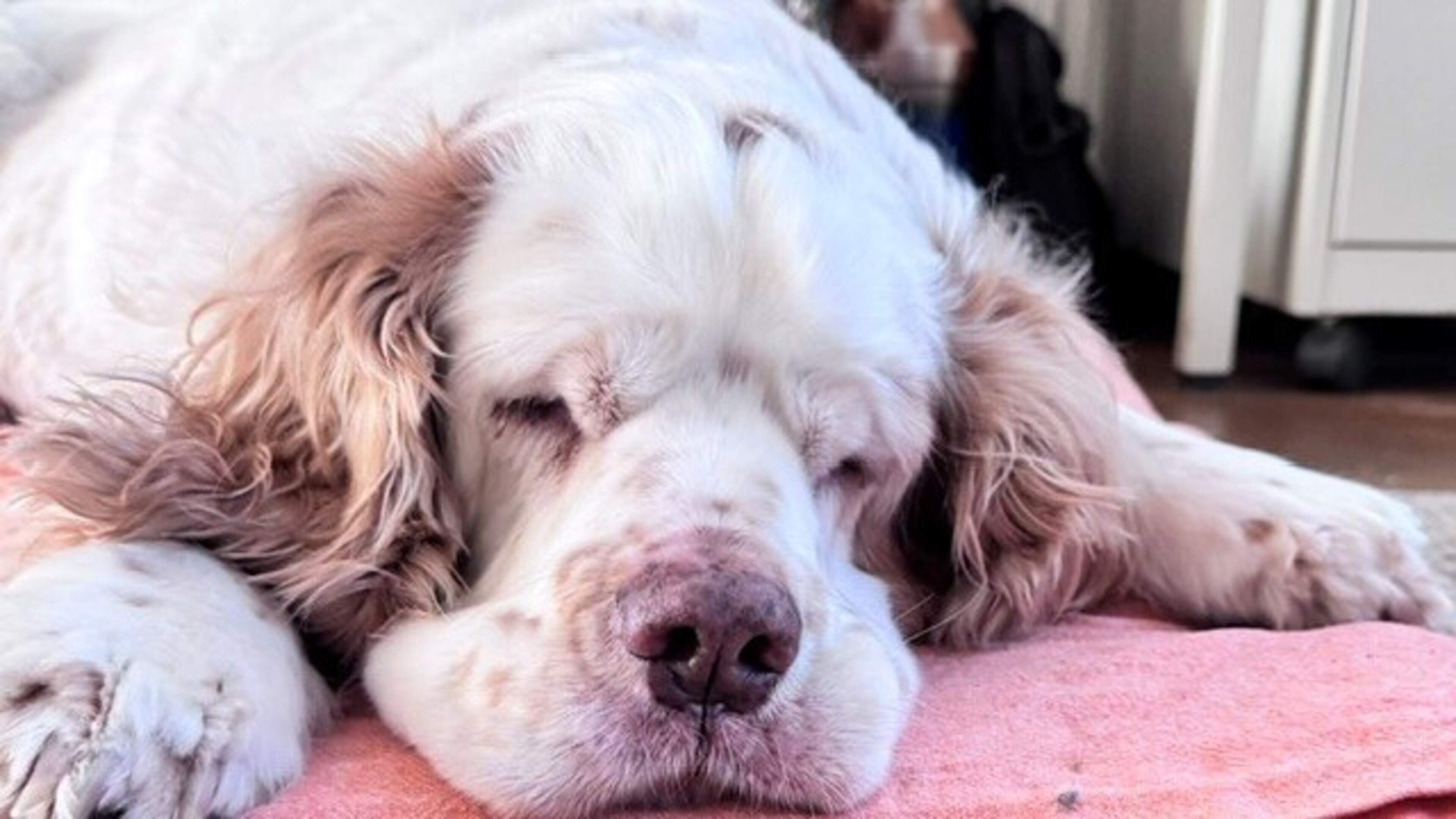 Vrienden schieten Marinda uit Brunssum te hulp: ‘Ze verkocht het huis om voor haar hondje Yuf te ver