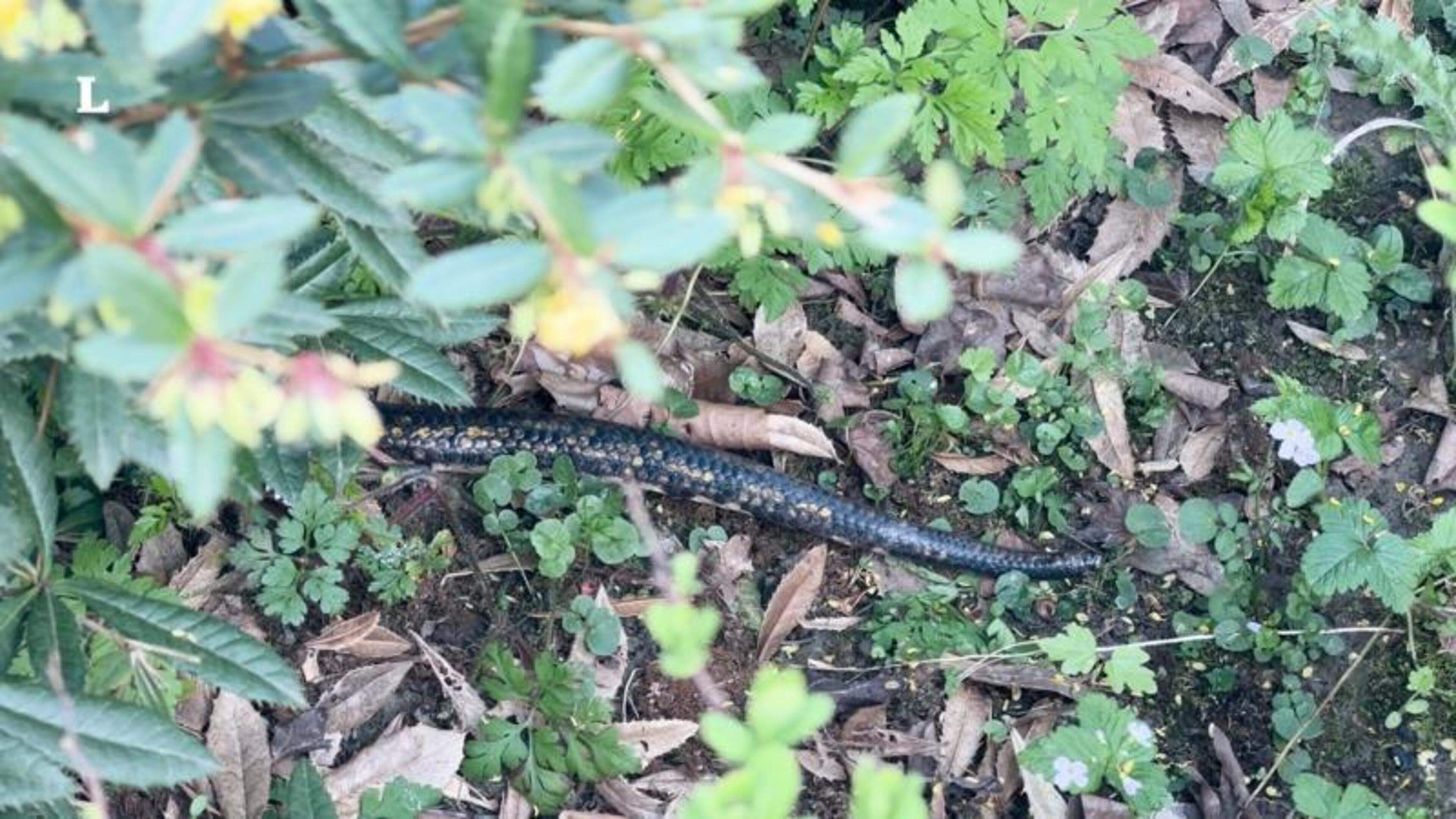 Uitgebroken slang aangetroffen in Vaals