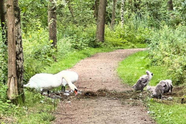 de-natuur-laat-zich-niet-dwingen-volksloop-weert-aangepast-vanwege