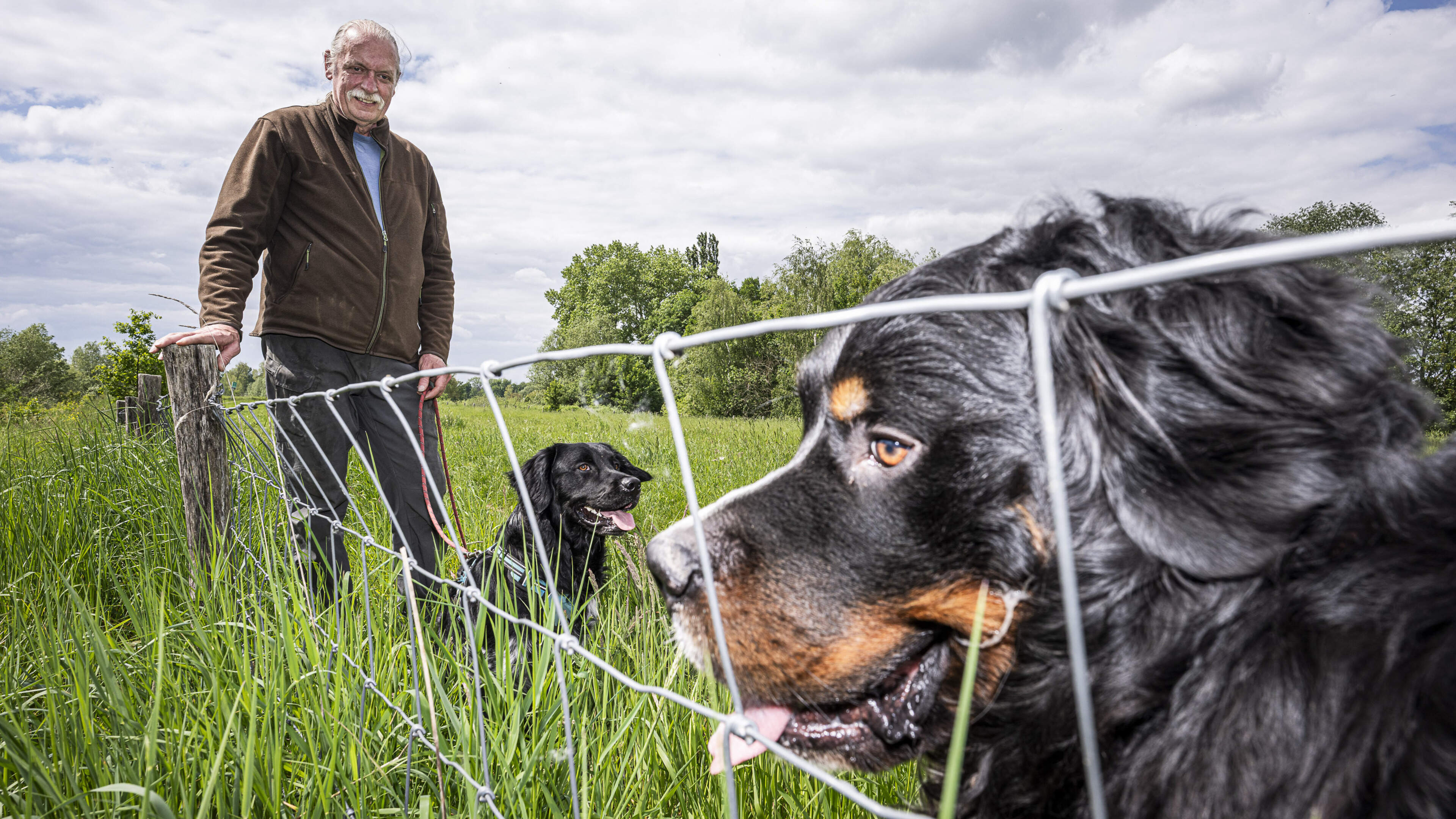 Nieuwe actiegroep wil beter omheinde losloopgebieden voor honden in Roermond: ‘Dit is wachten op ern