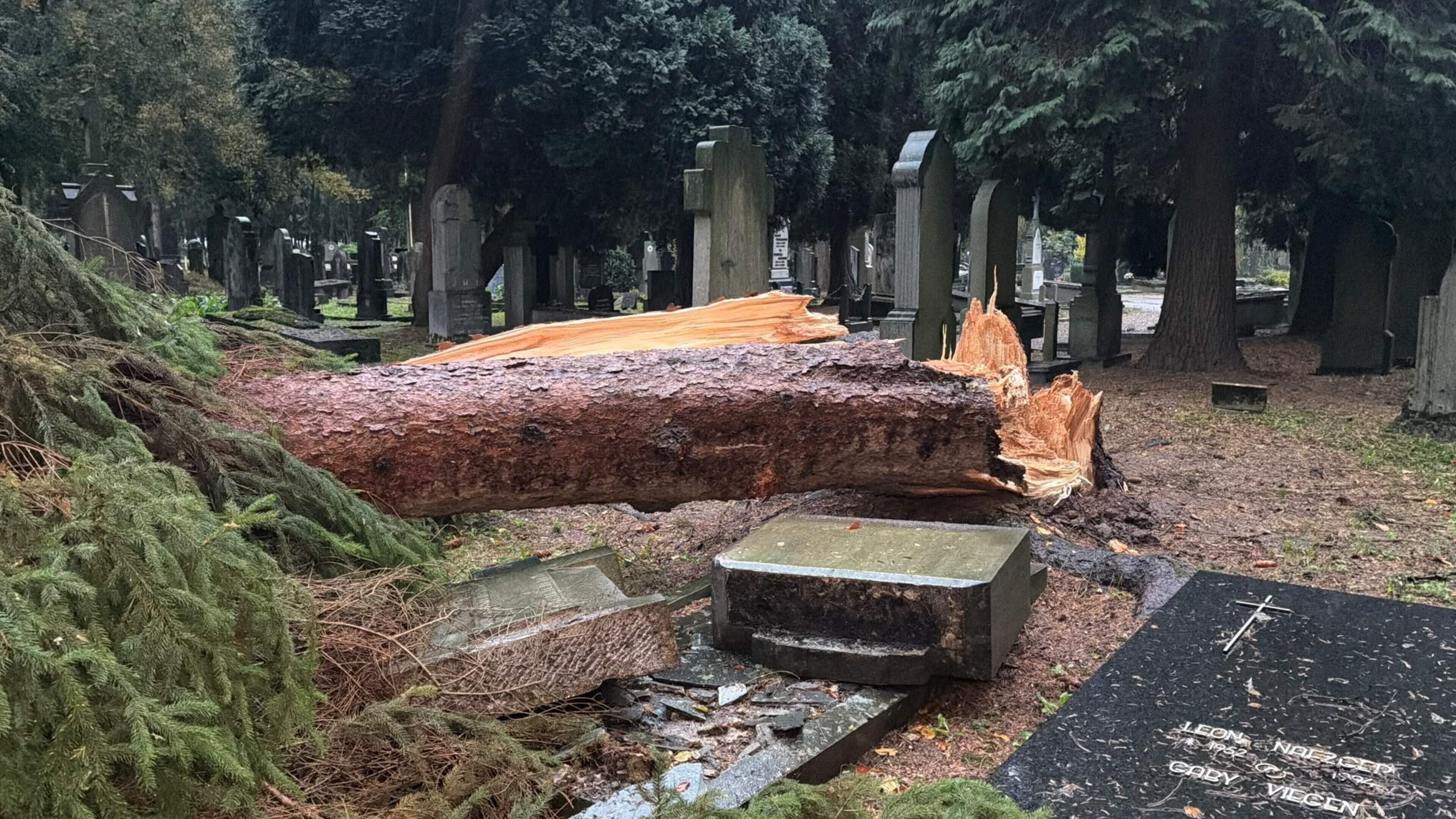 Grafstenen zwaar beschadigd door vallende bomen op begraafplaats in Maastricht