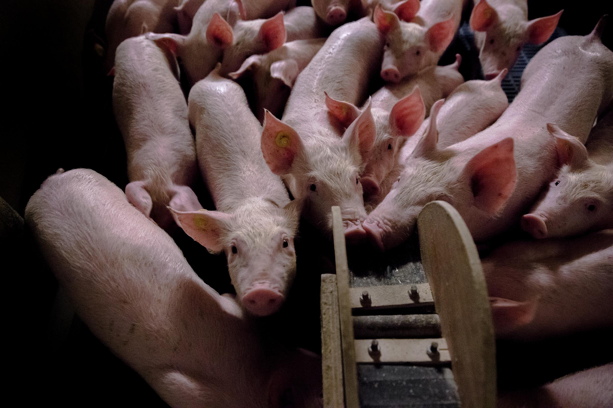 Rechter staat varkens toe in Stevensweert: veehouder hoeft dwangsom van 30.000 euro niet te betalen