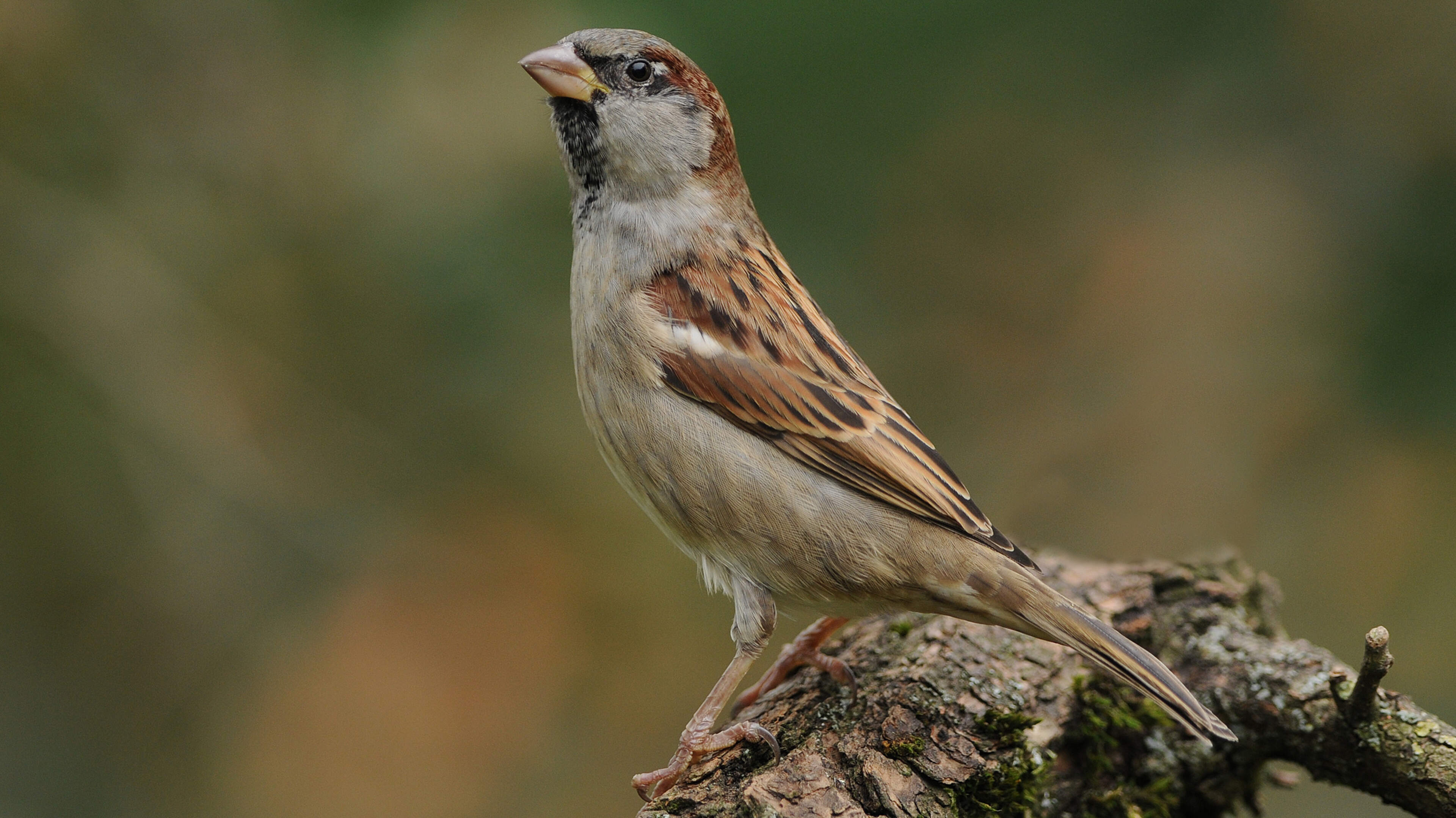 Leudal gaat nestlocaties van de huismus registreren