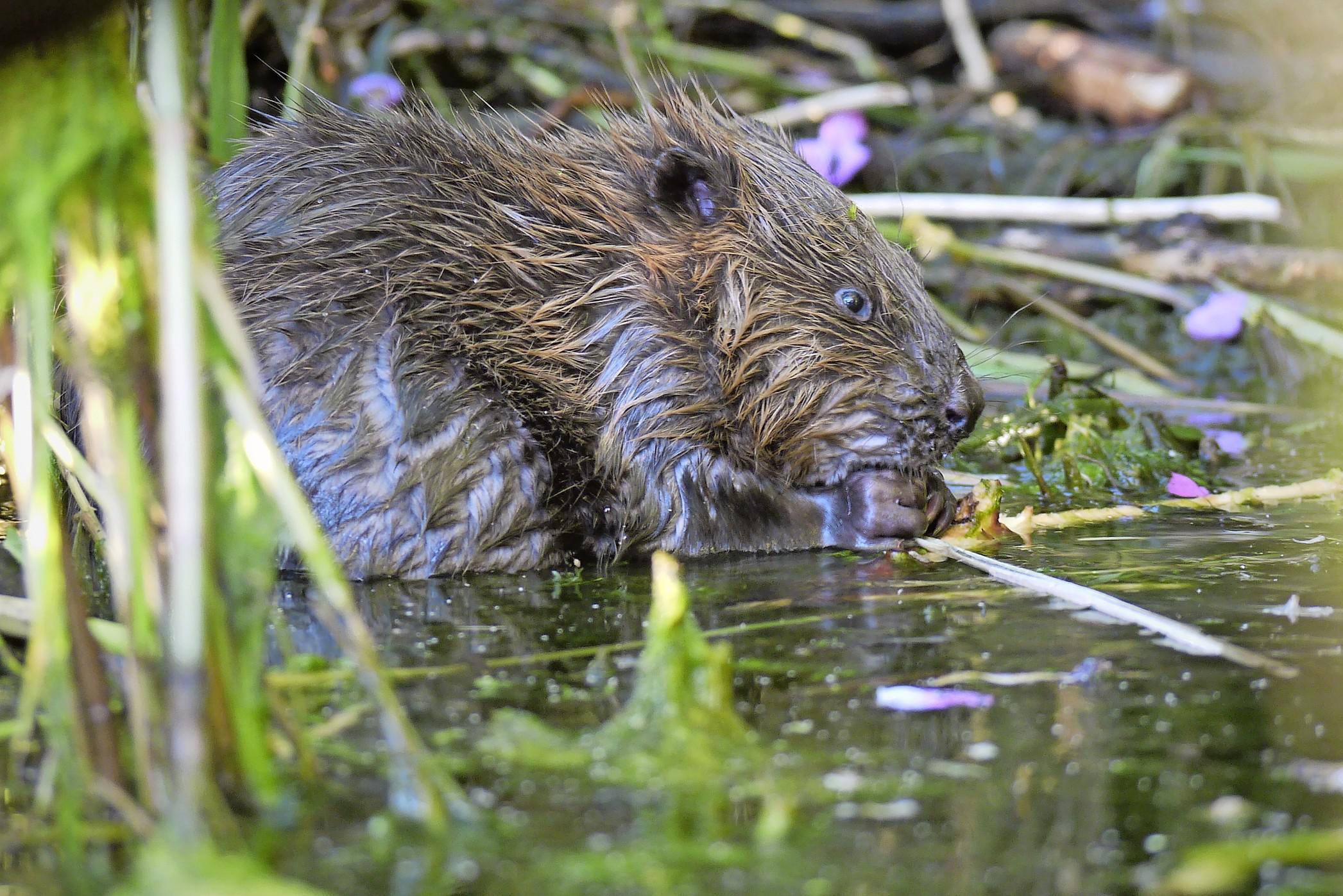 Ooit was de bever verdwenen, maar ‘de Hollander van het dierenrijk’ is ...