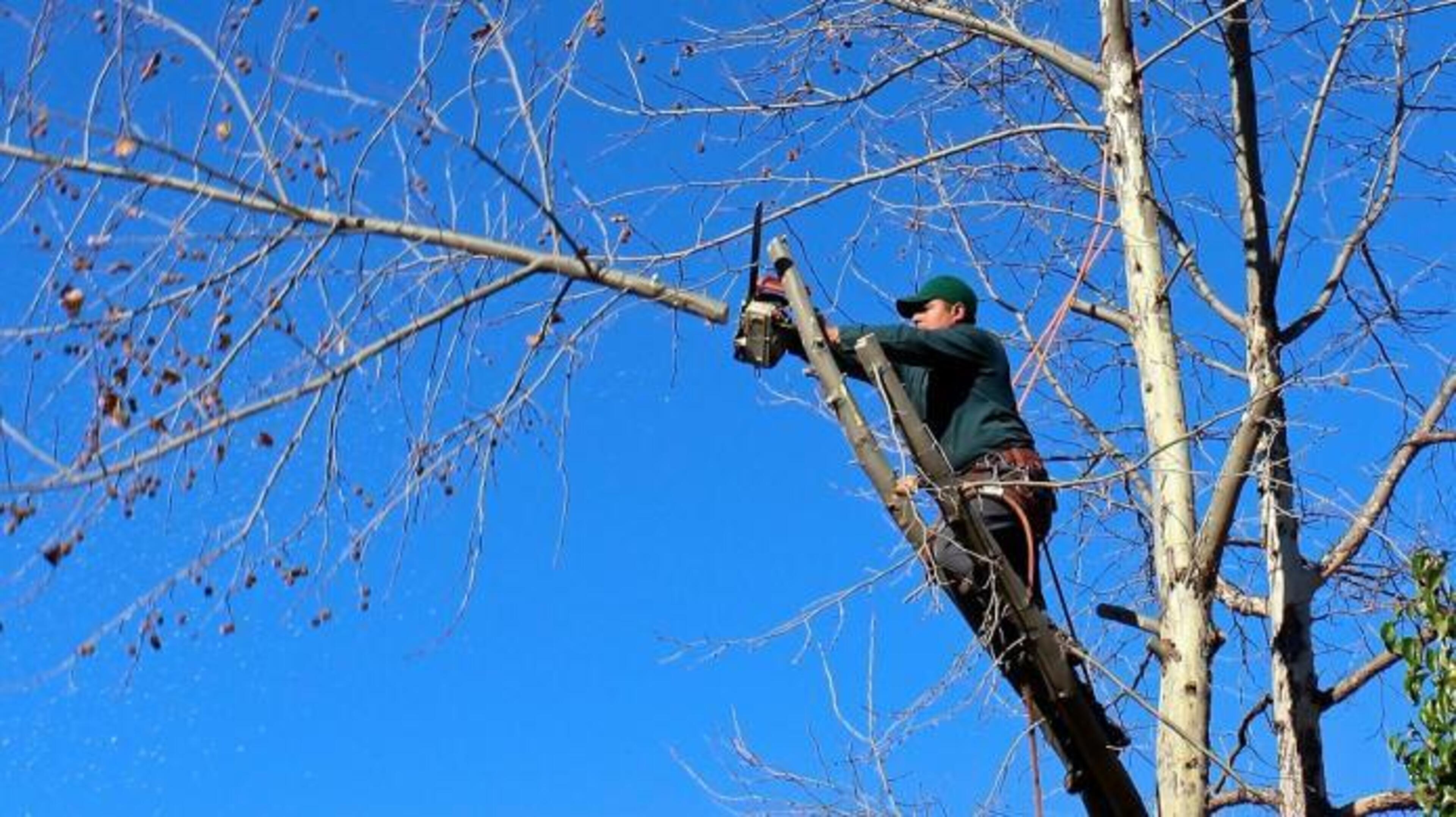 Bomen worden gesnoeid langs N293 in Posterholt, Sint Odiliënberg en Melick