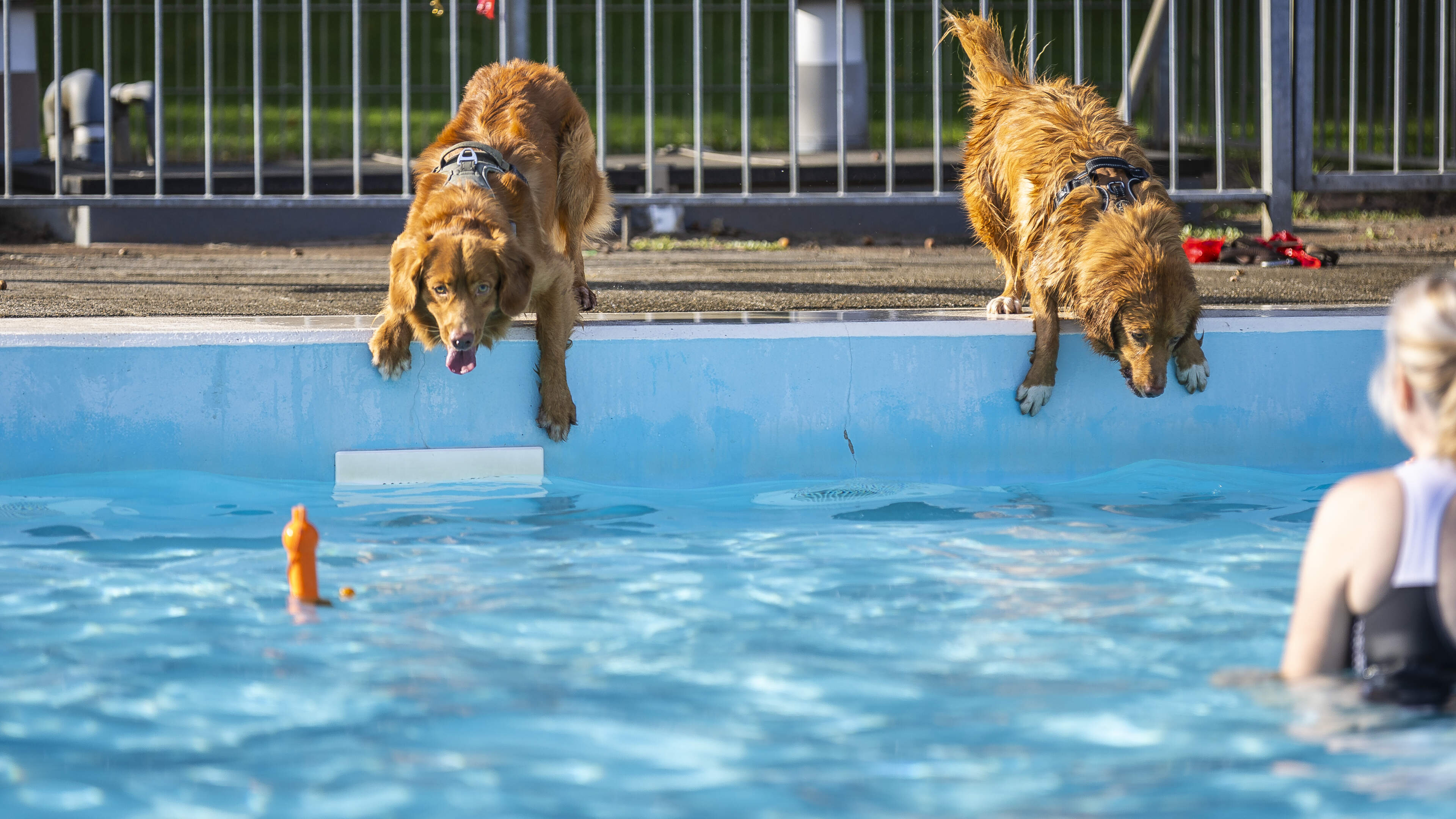 Eindelijk mochten de hondjes een lekkere duik nemen in het zwembadwater
