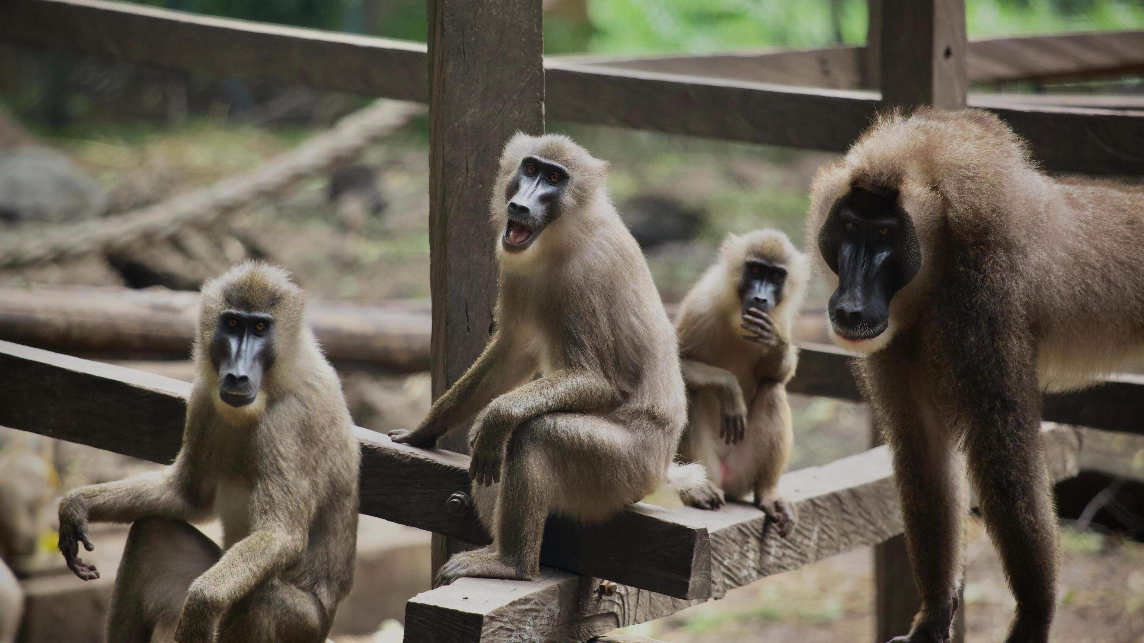 ZooParc Overloon kiest drils als project van het jaar: acties voor ernstig bedreigde apensoort in Ka