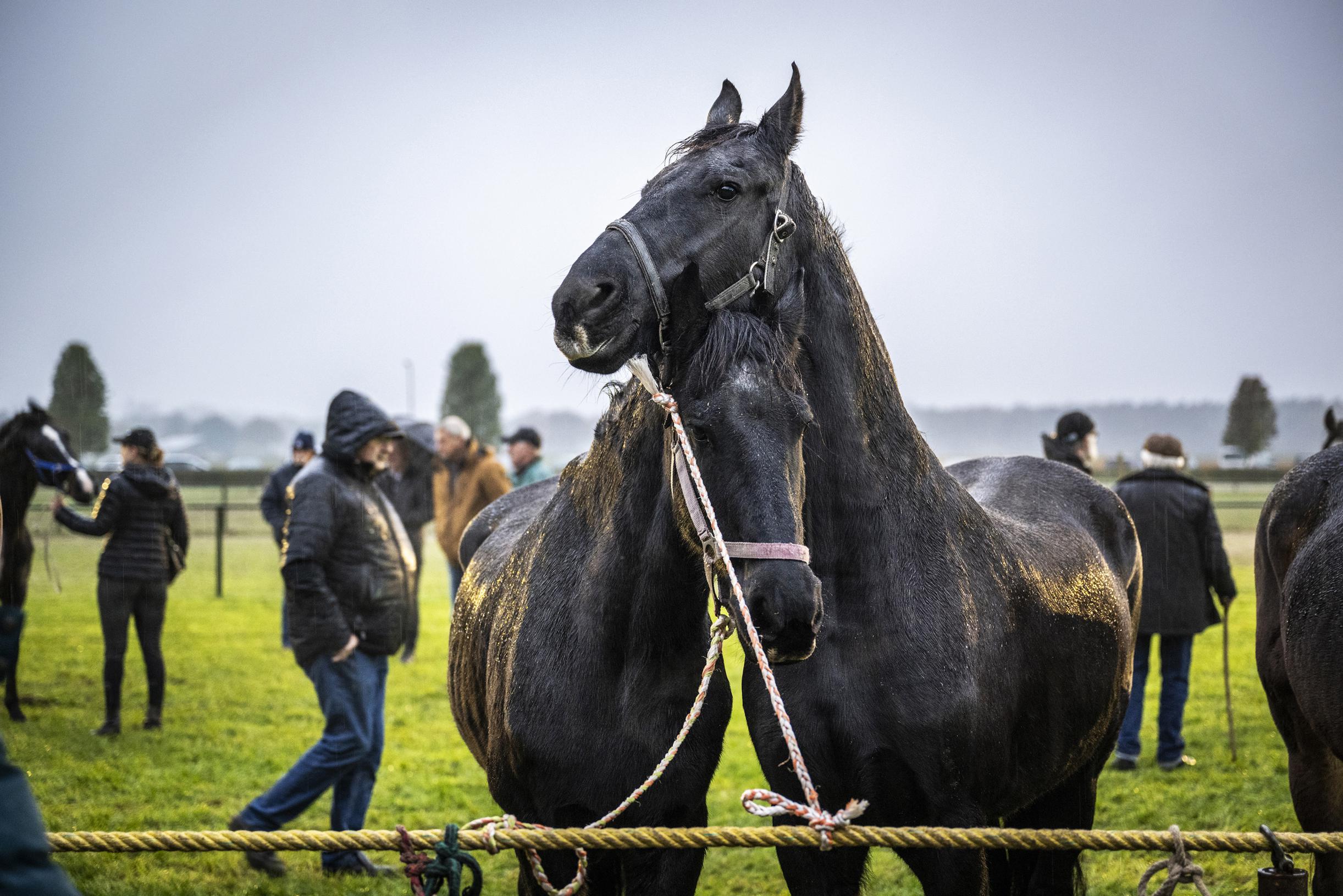 Handjeklap in de stromende regen: minder poen voor de parel van de Lottumse paardenmarkt