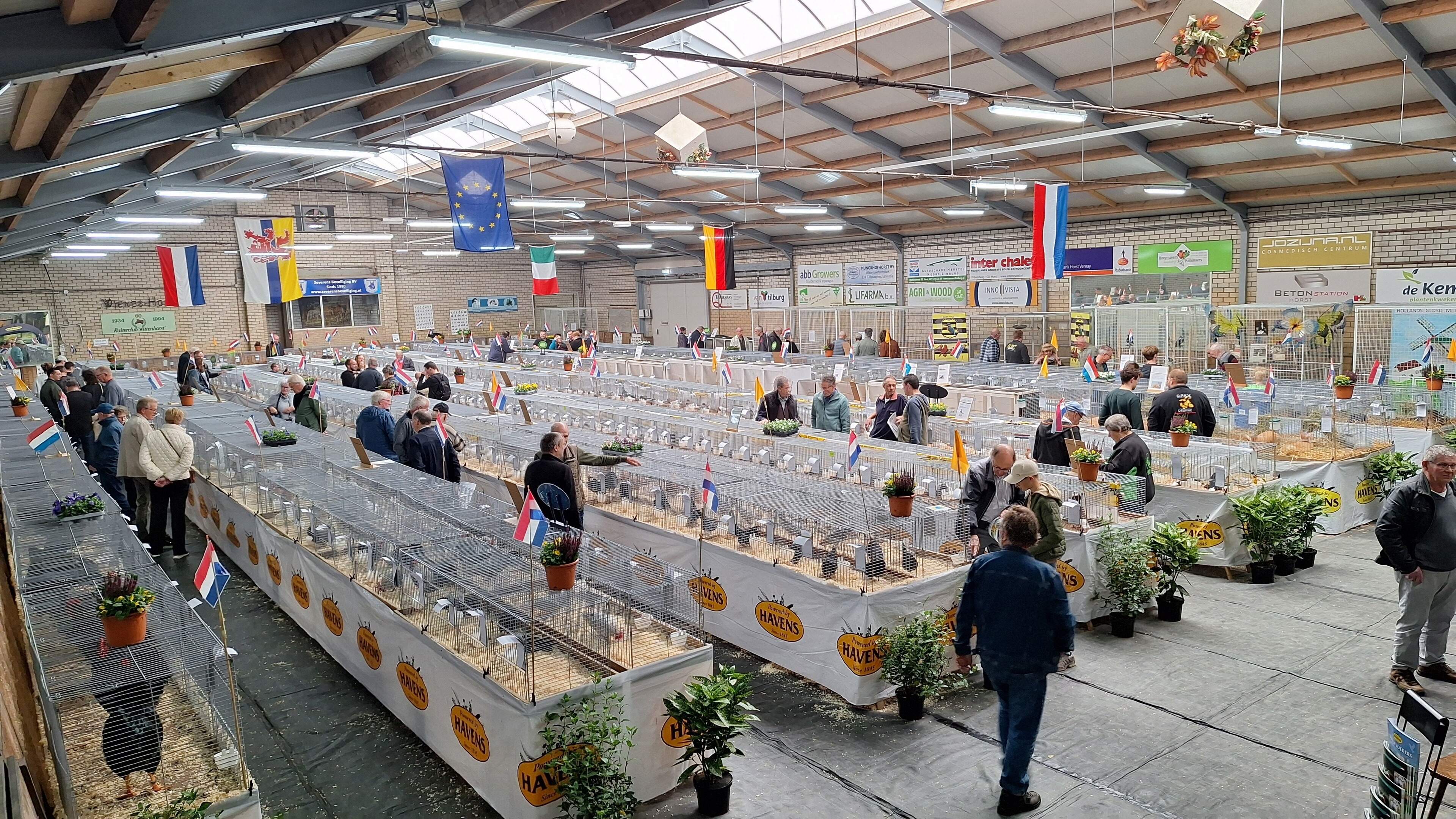 Limburgse kleindierenfokkers showen ruim 1100 siervogels en knagers in manege Hegelsom