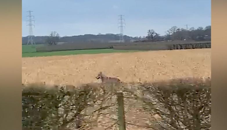 Video: Cyriel legt zeldzaam tafereel vast en spot wolf in Hulsberg: ‘Ik zag ‘m nog geen honderd mete