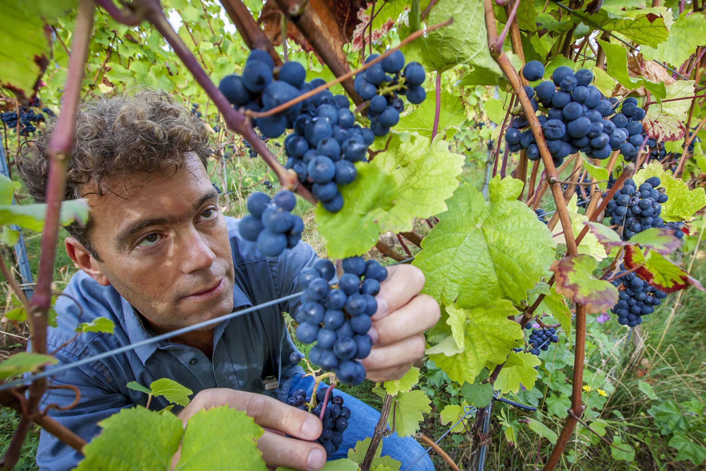Nieuwe productiehal en meer capaciteit: Wijngoed Thorn breidt uit naar 80.000 flessen per jaar