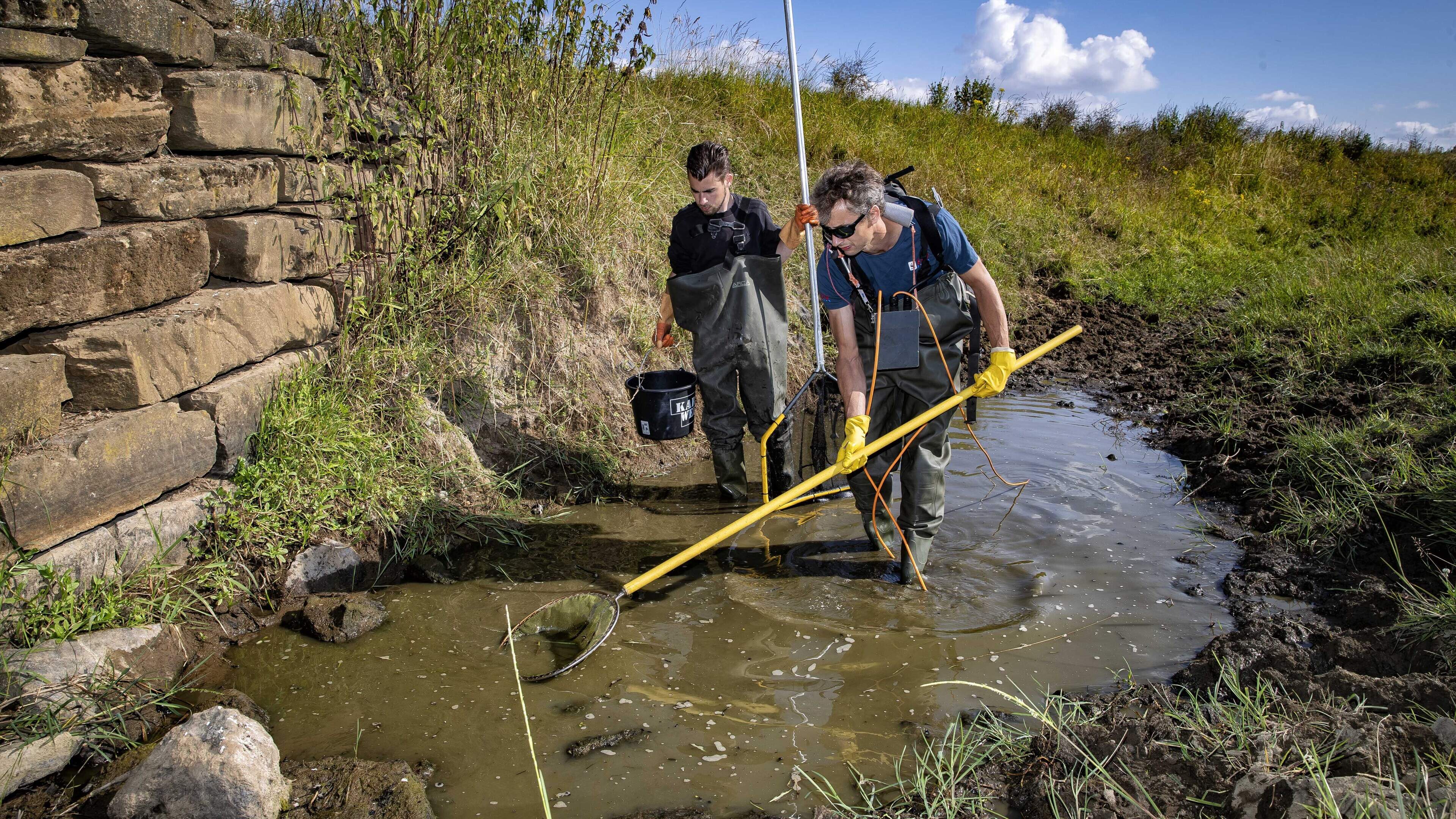 Waterschap Limburg wil andere maatregelen droogte: ‘Huidige aanpak is niet langer houdbaar’